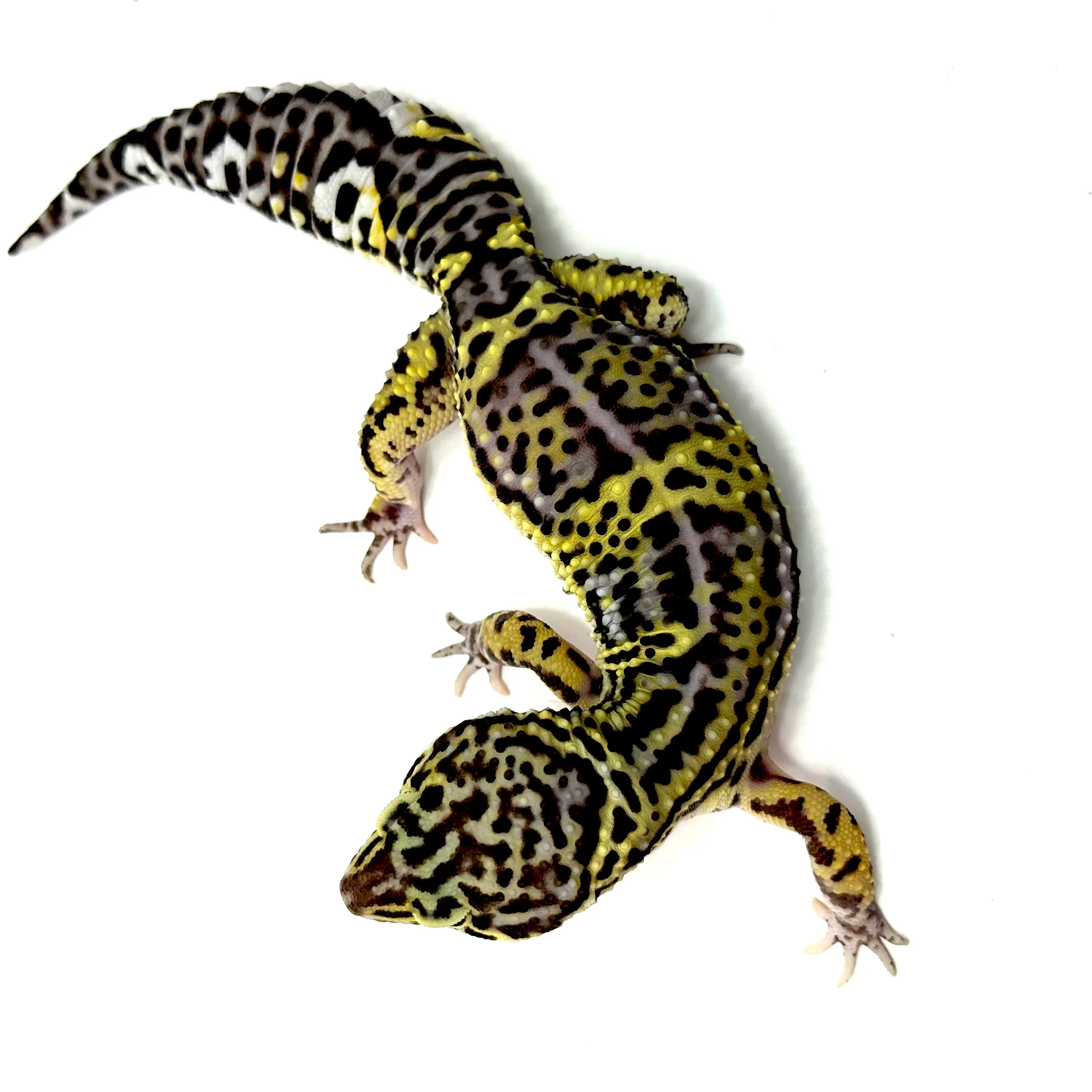 Black Night Mack Snow Tangerine Leopardgecko