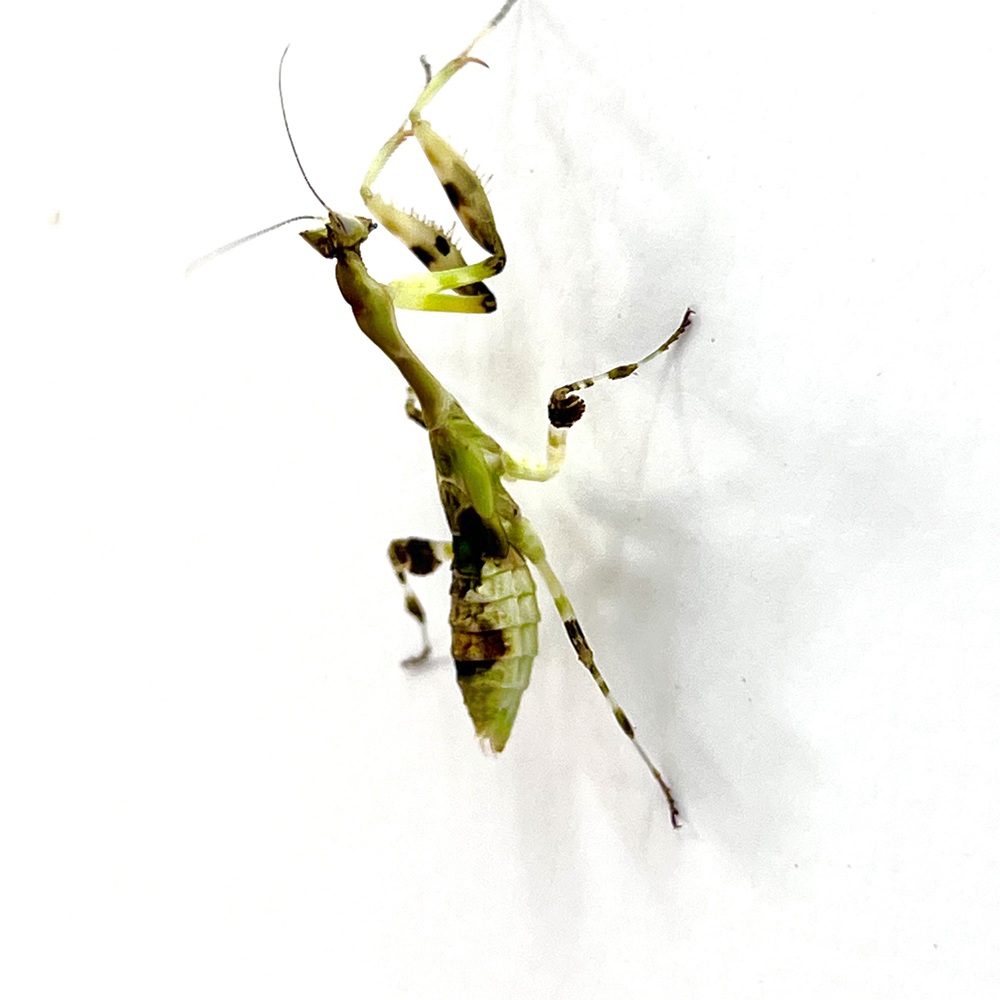 Galinthias amoena