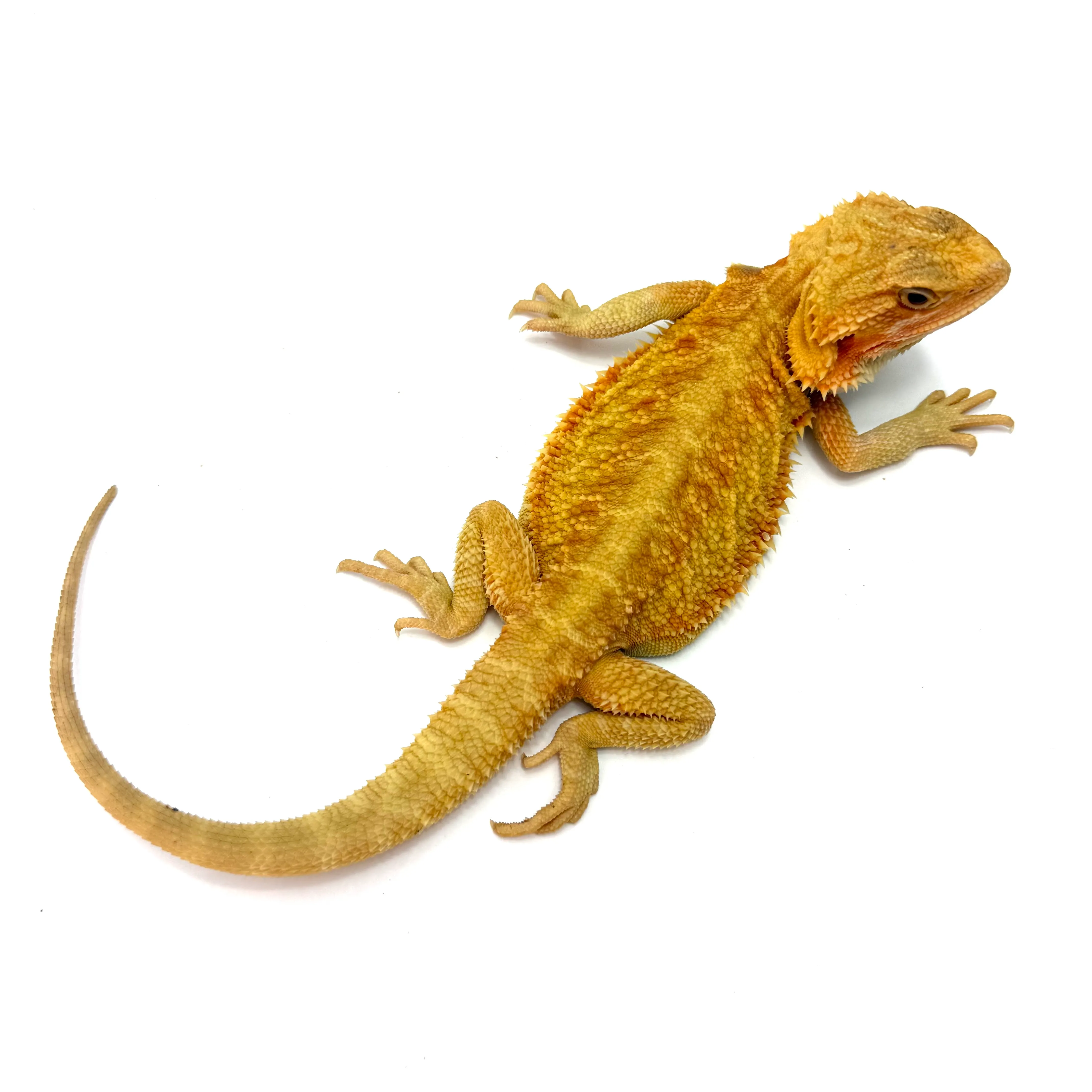 T-Albino Bartagame