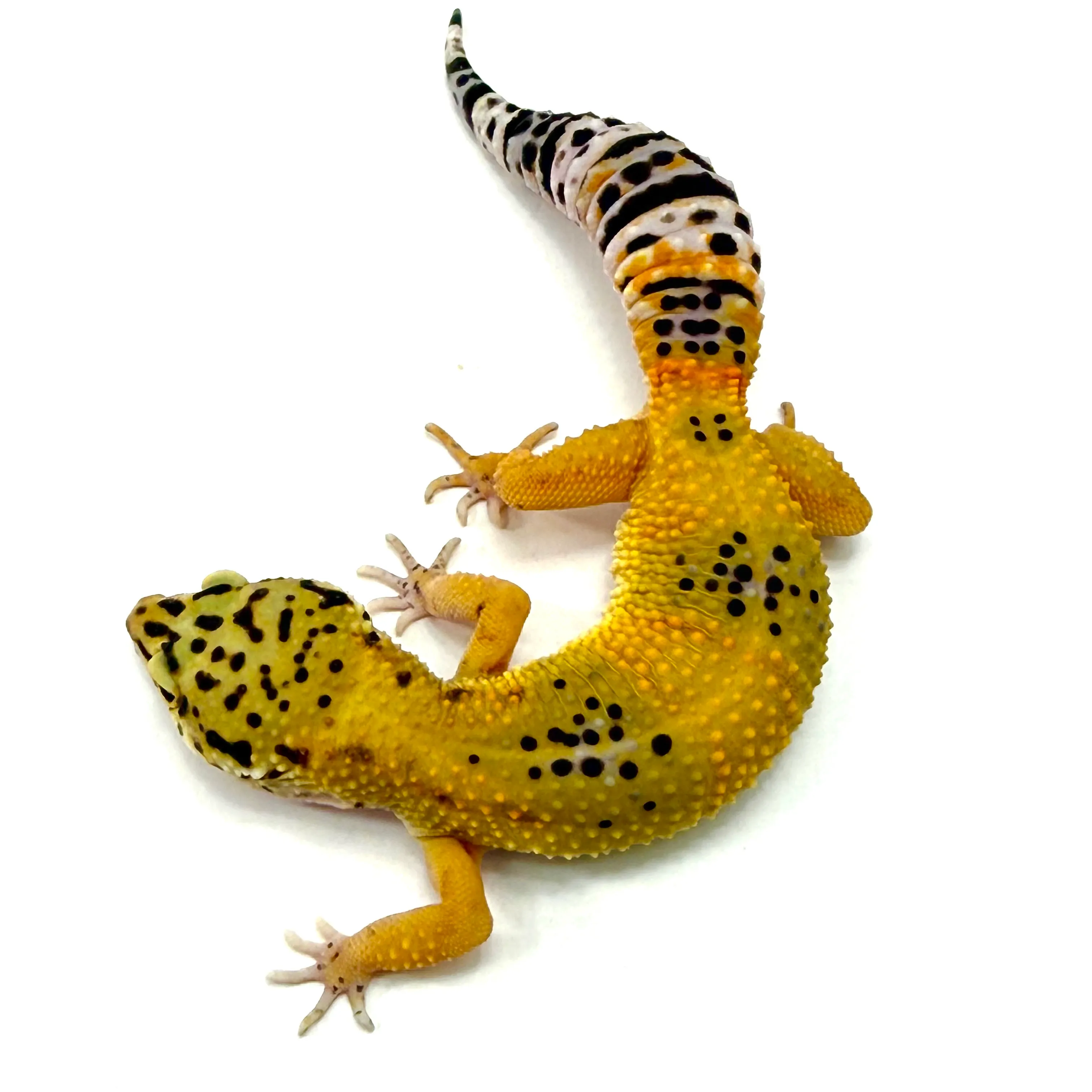 Tangerine het Tremper Albino