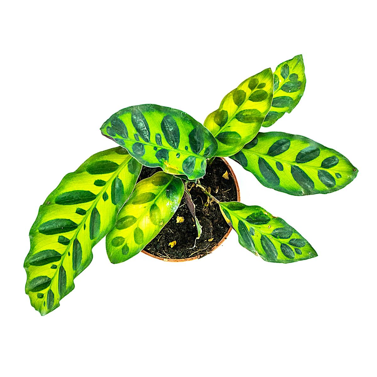 Calathea spec-tigrinum