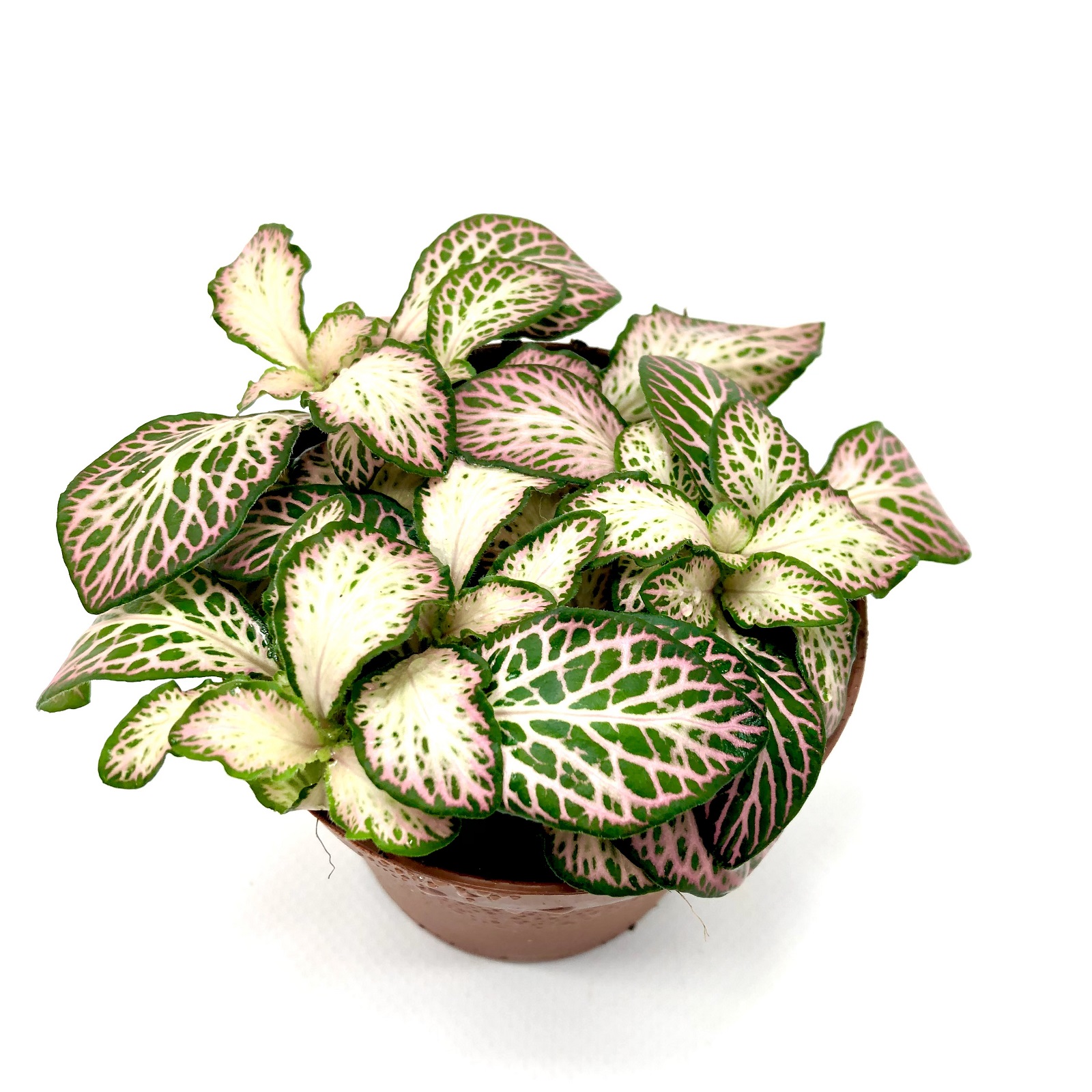 Fittonia Red Pink Green Mesh Mosaikpflanze