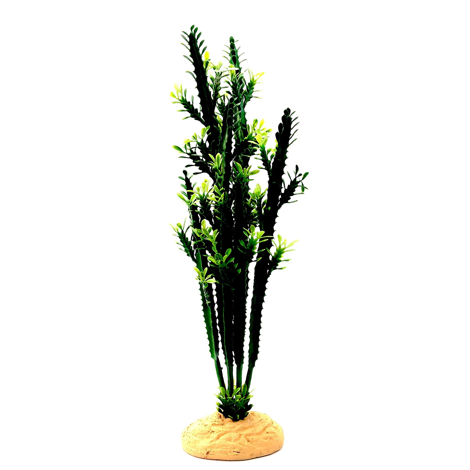 Terrarienpflanze Euphorbia L
