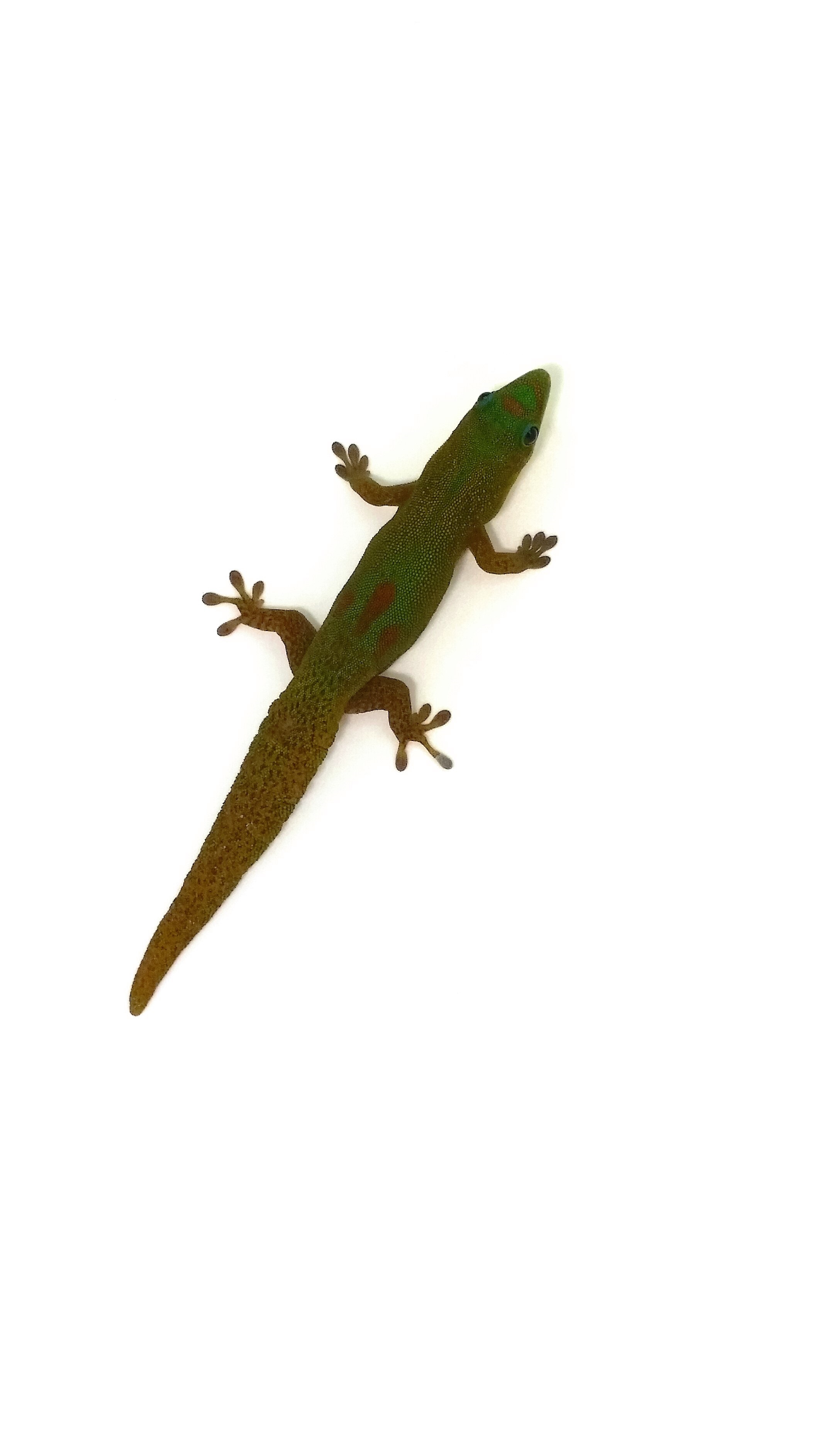 Phelsuma laticauda  Goldstaub Taggecko