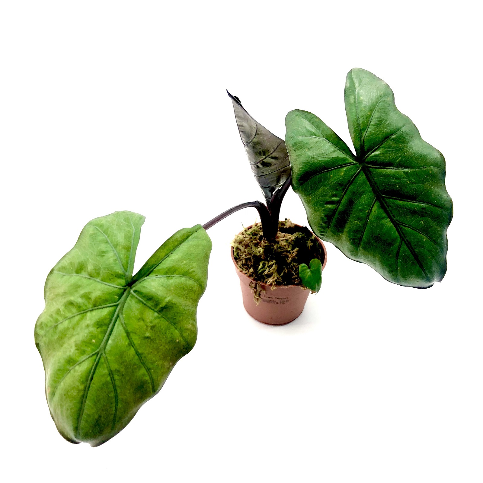 Alocasia Pink Dragon