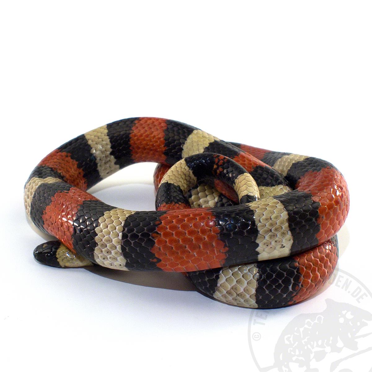 Lampropeltis campbelli
