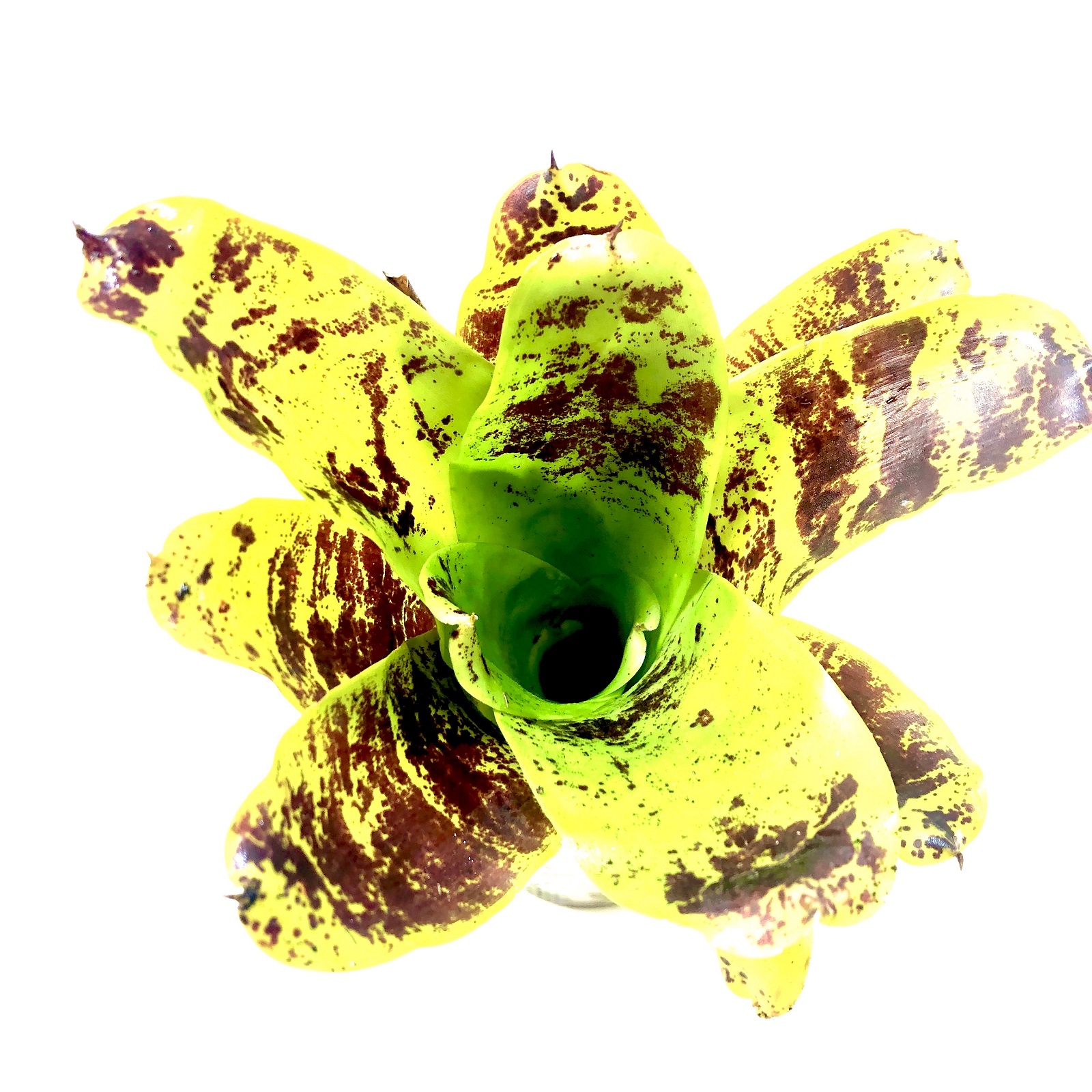 Neoregelia kautskyi sp.