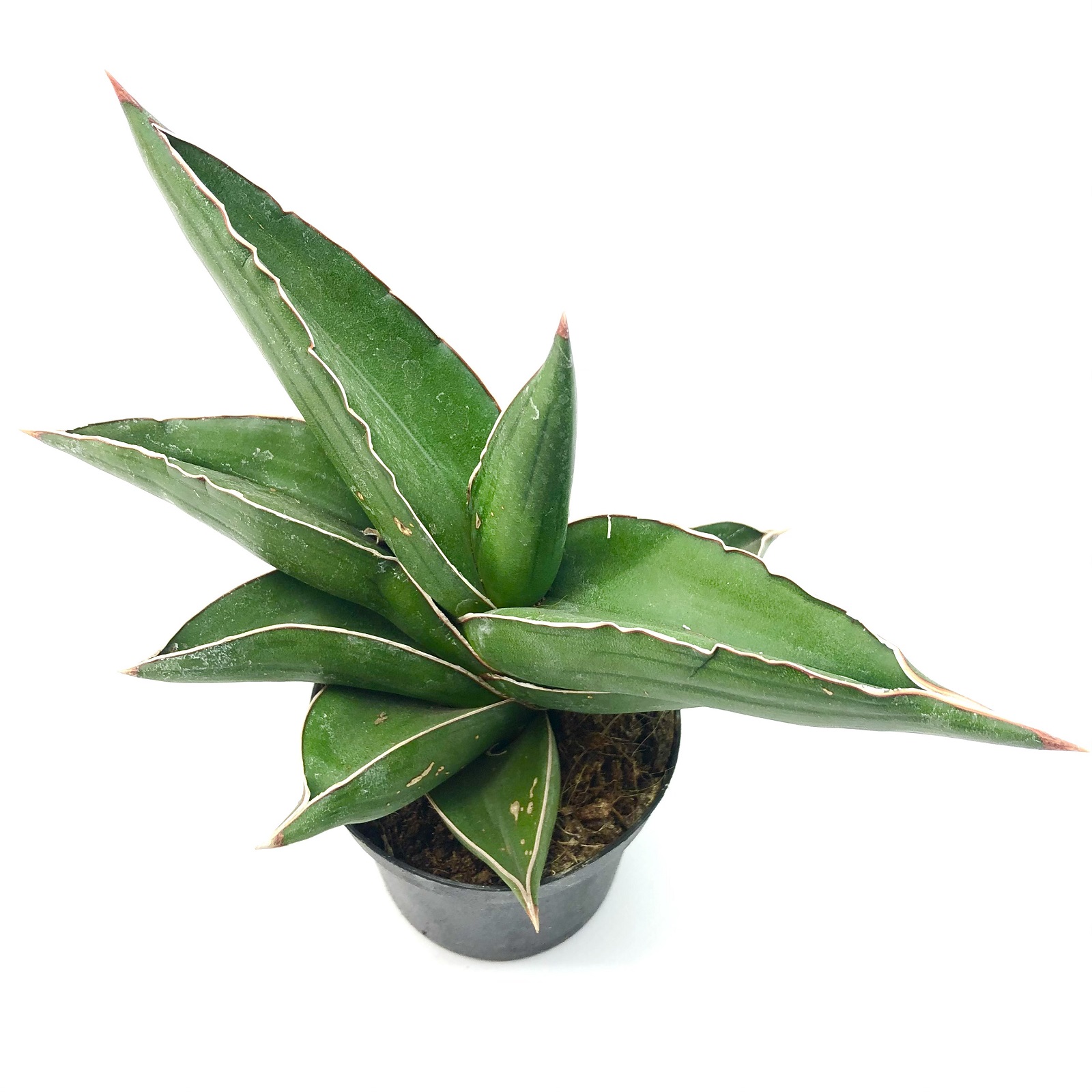 Sansevieria samurai