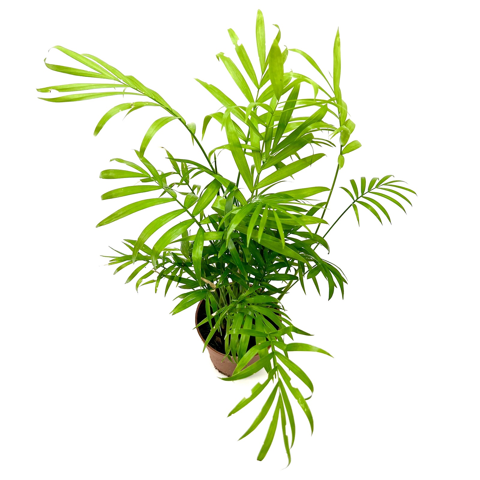 Chamaedorea elegans Bergpalme