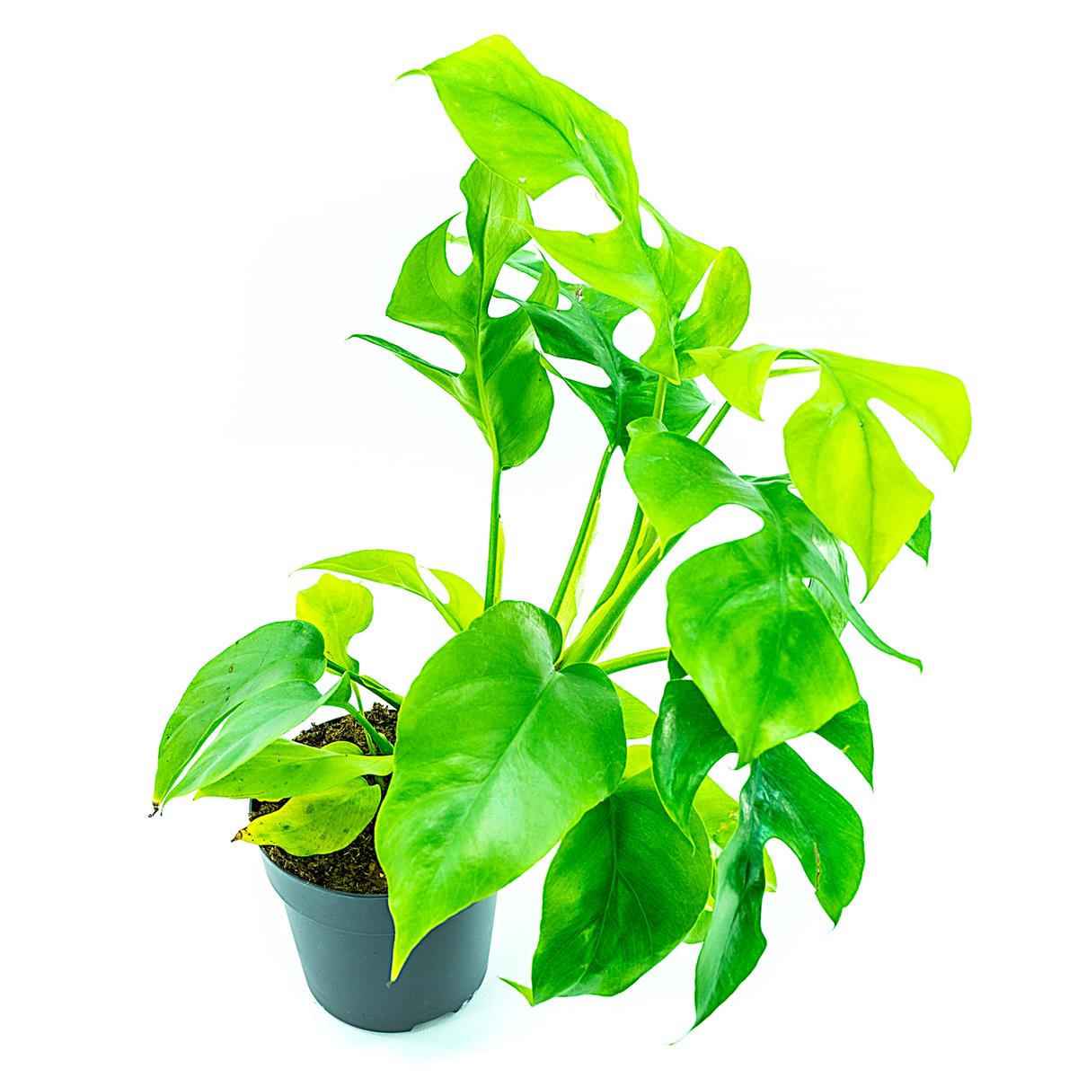 Philodendron minima 