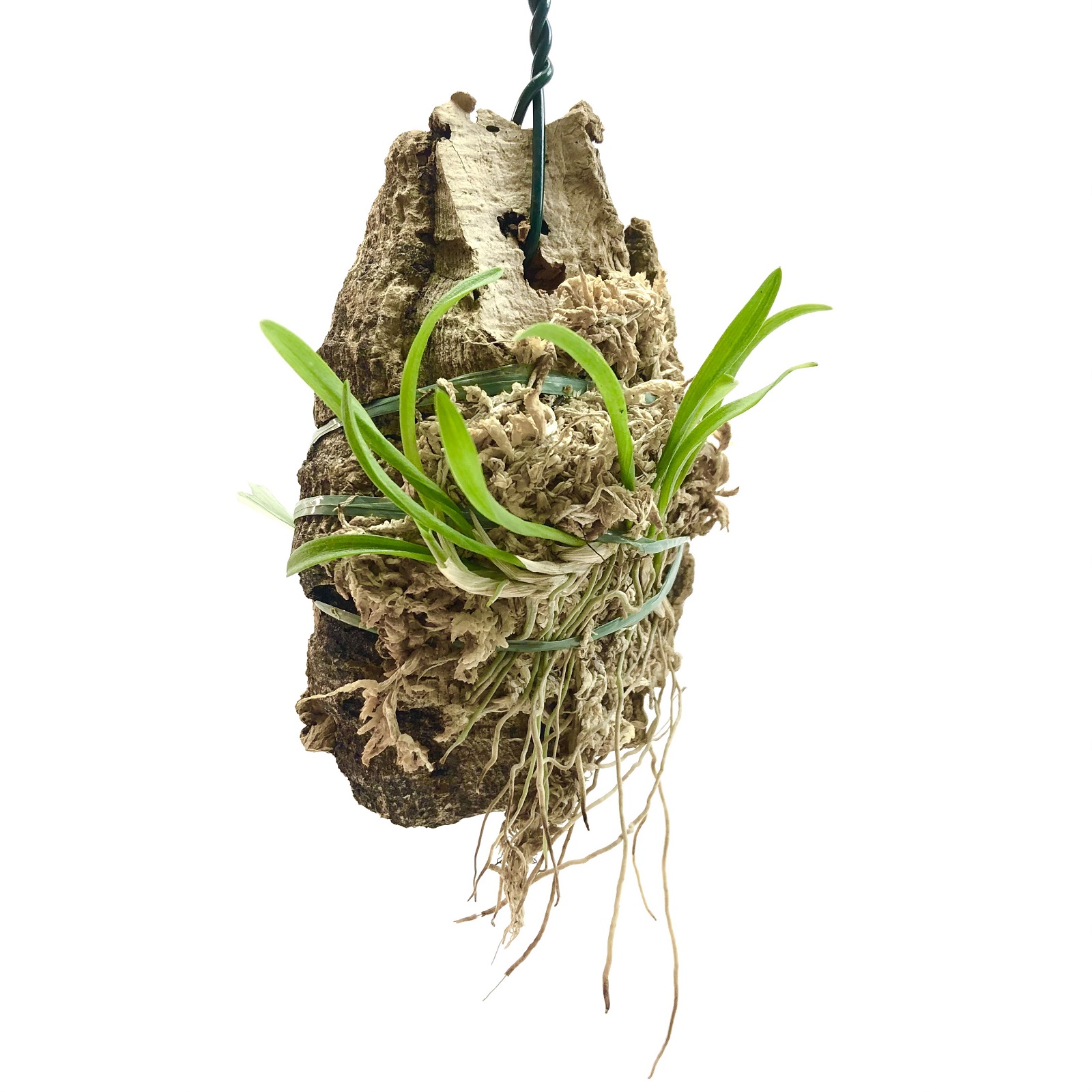 Barbosella cucullata Orchidee