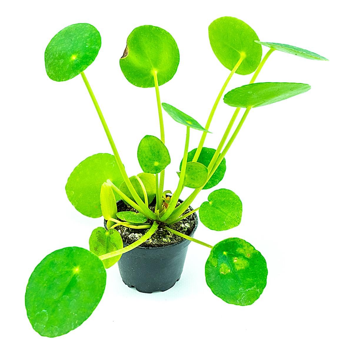 Pilea peperomia