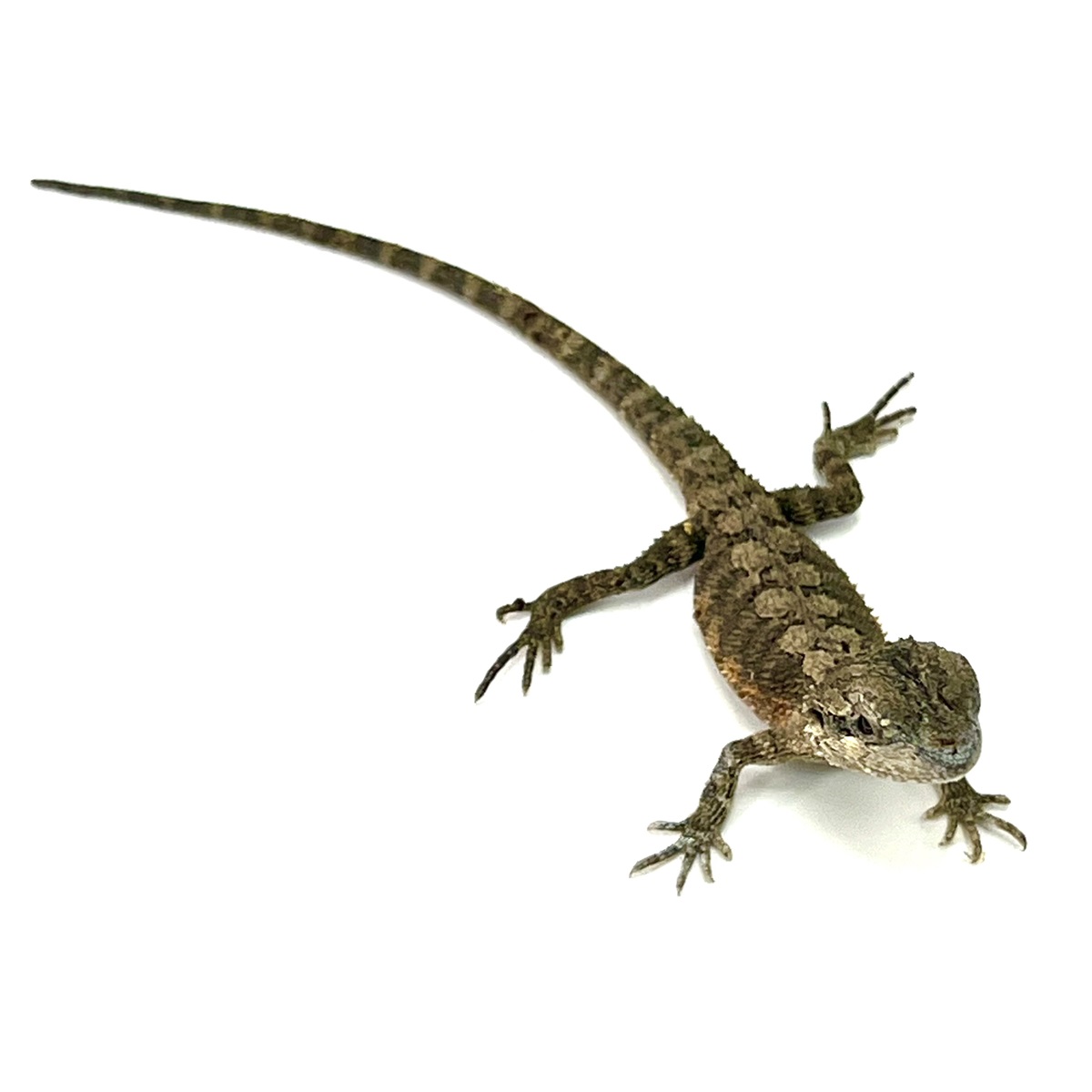 Pogona minor Westliche Zwergbartagame