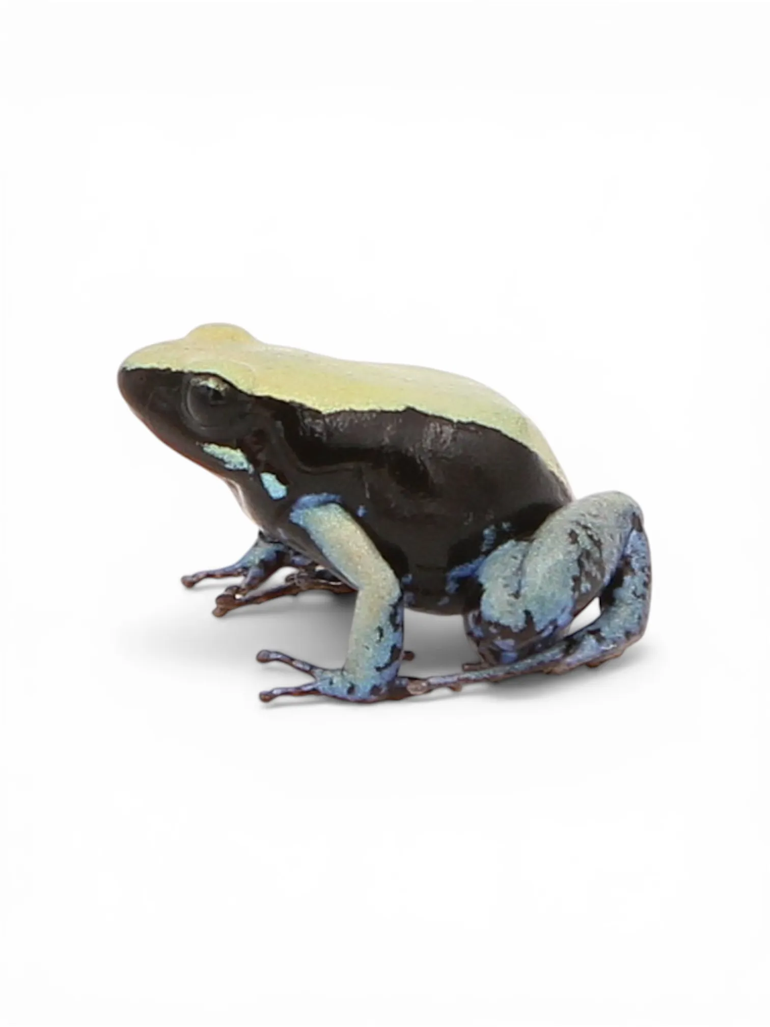 Mantella expectata