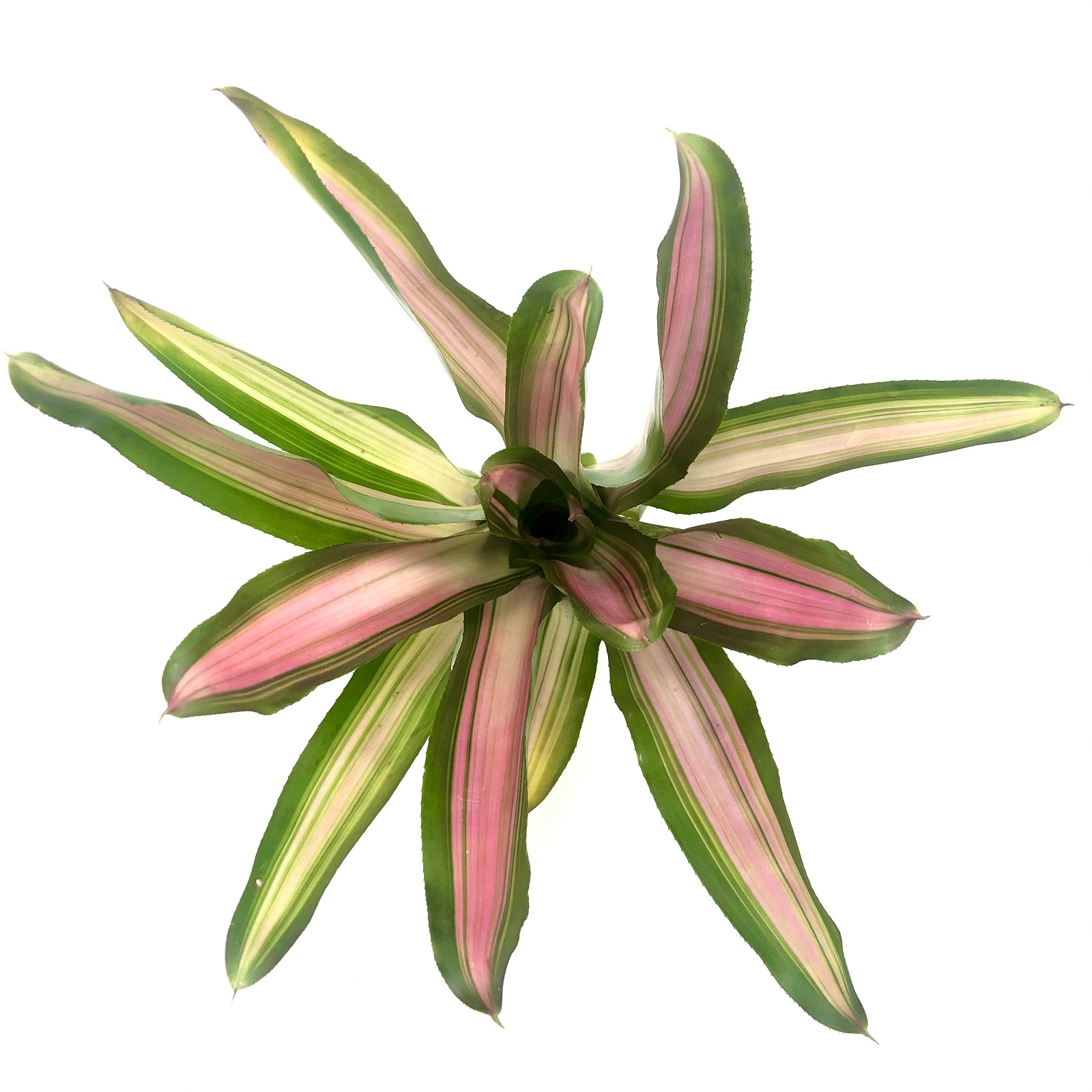 Neoregelia carolinae tricolor