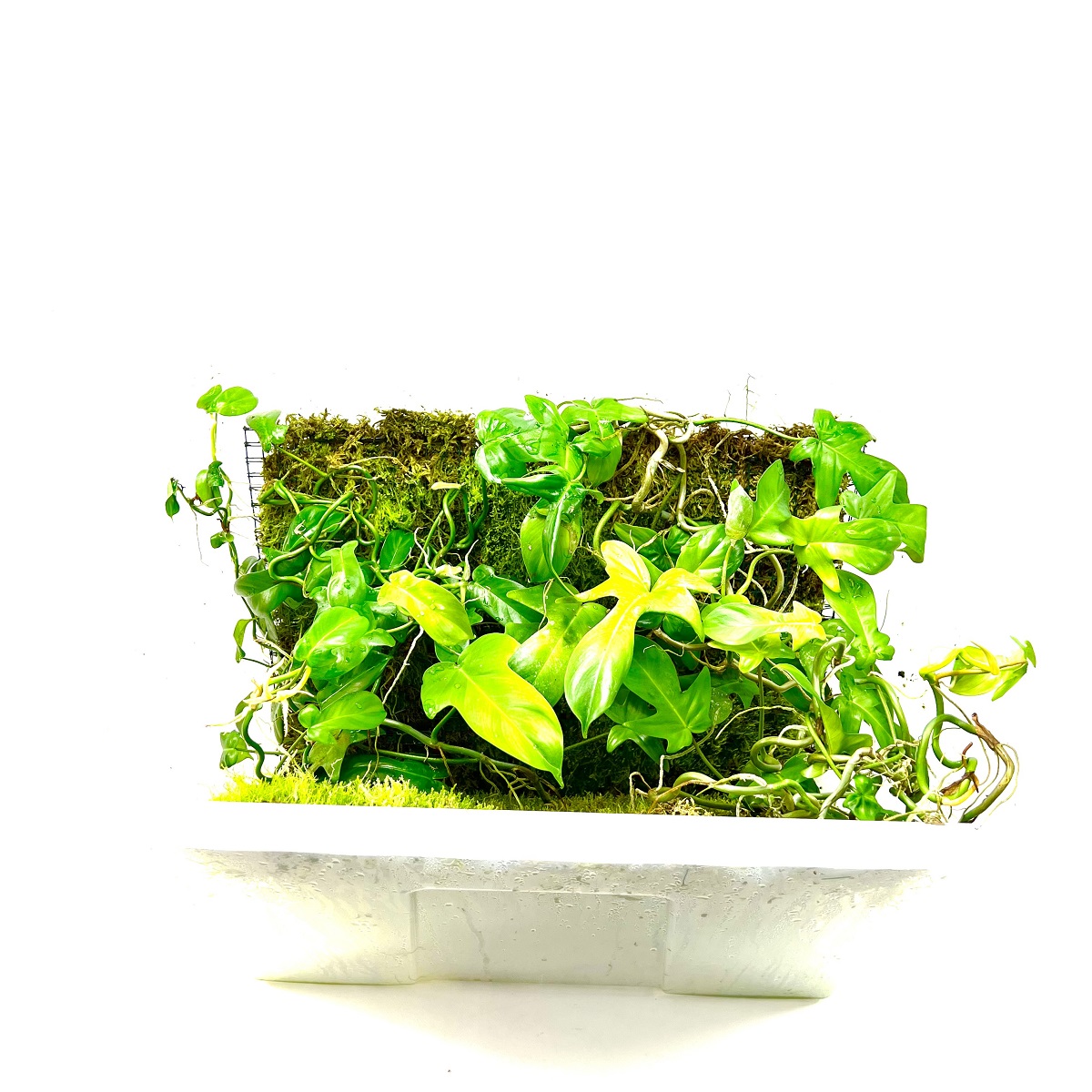 Grow Box 59 x 39,5 x 42 Grow Box 59 x 39,5 x 42