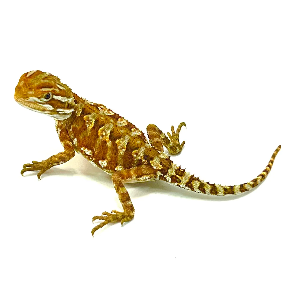 Die Zwergbartagame Pogona henrylawsoni 
