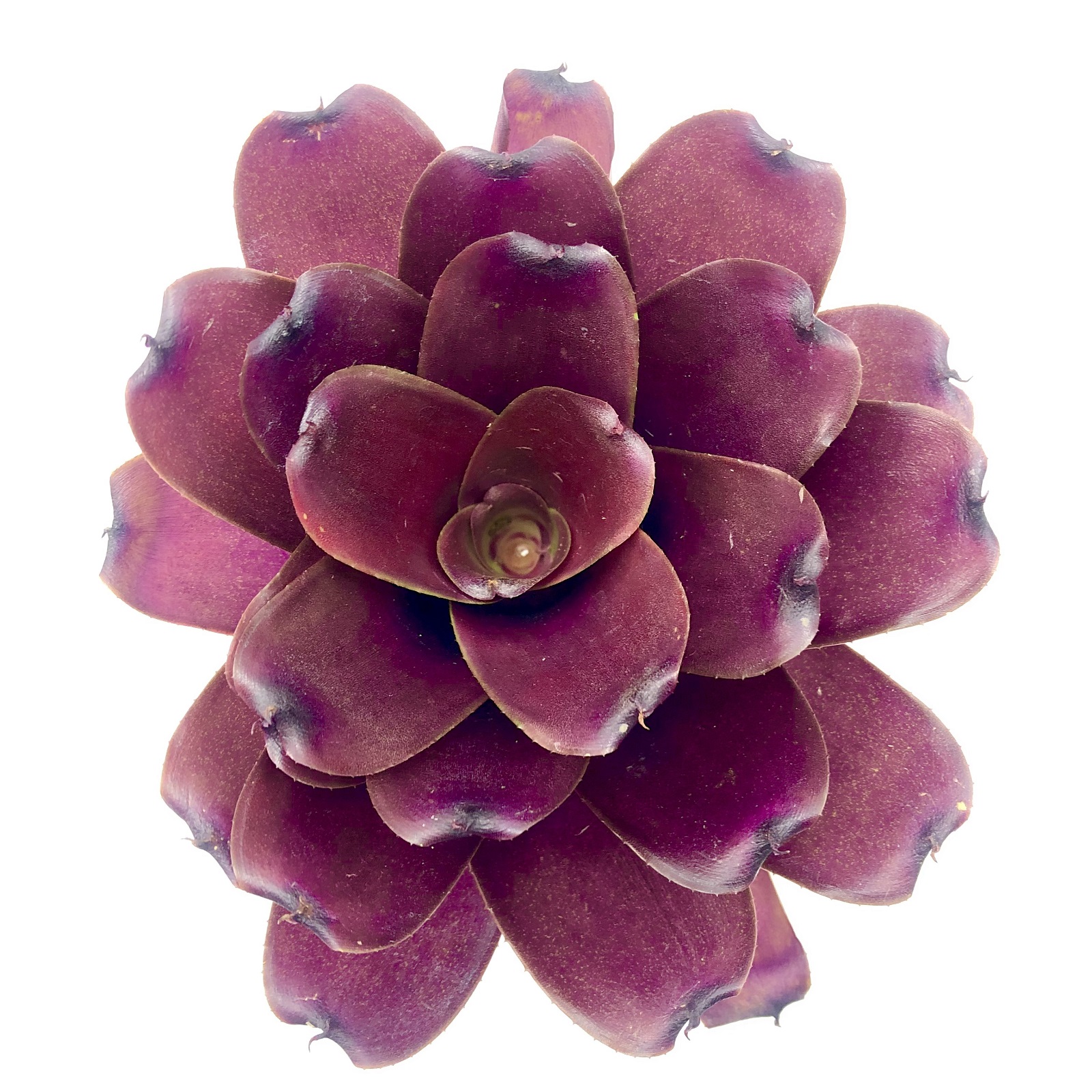 Neoregelia fireball Hybrid