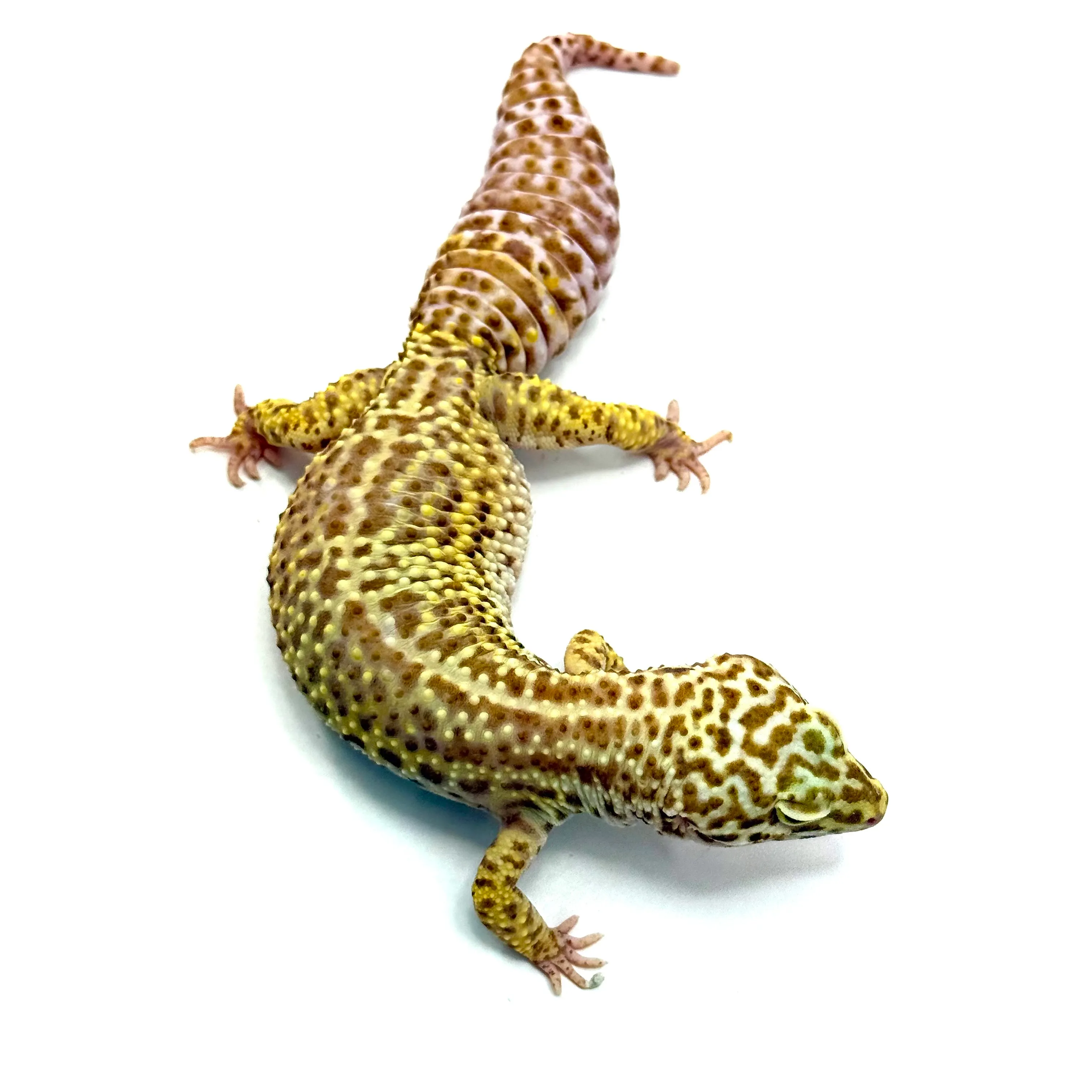 Bell Albino