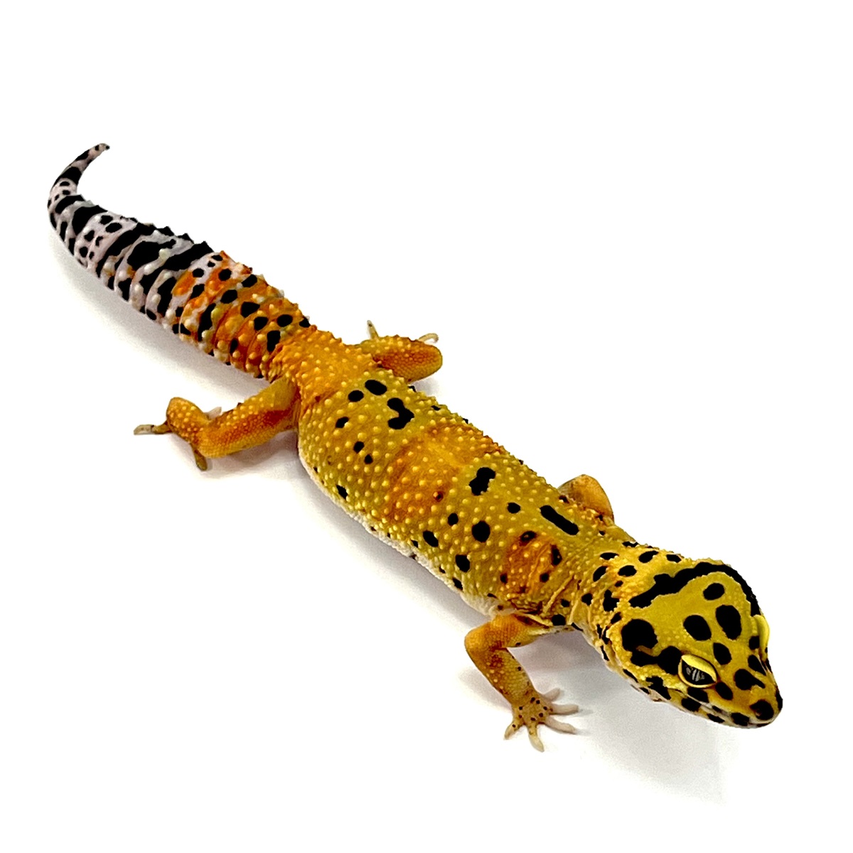 TangerineTornado Leopardgecko TangerineTornado Leopardgecko