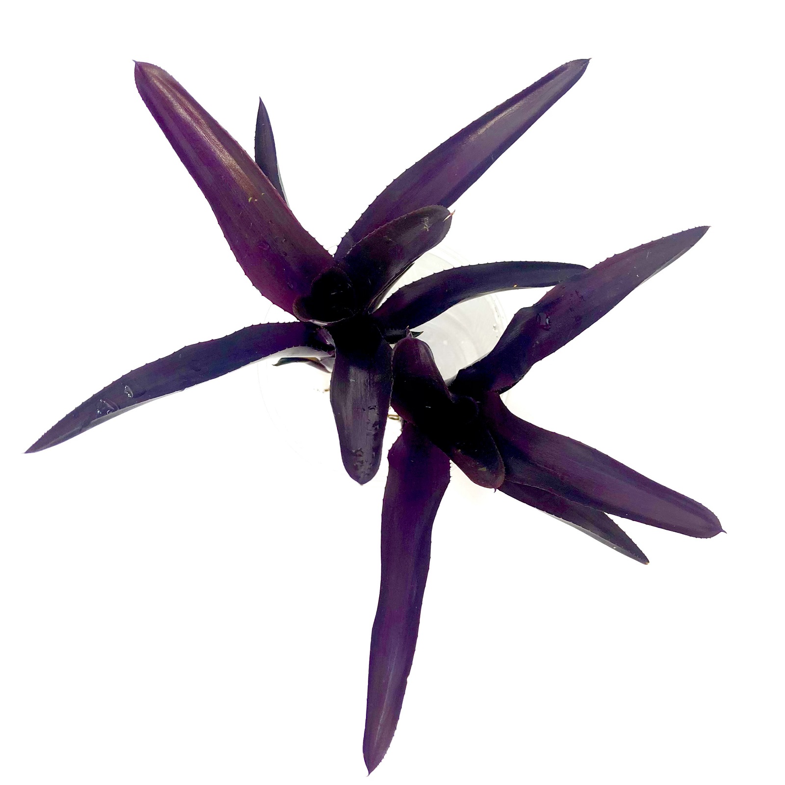 Neoregelia damalis