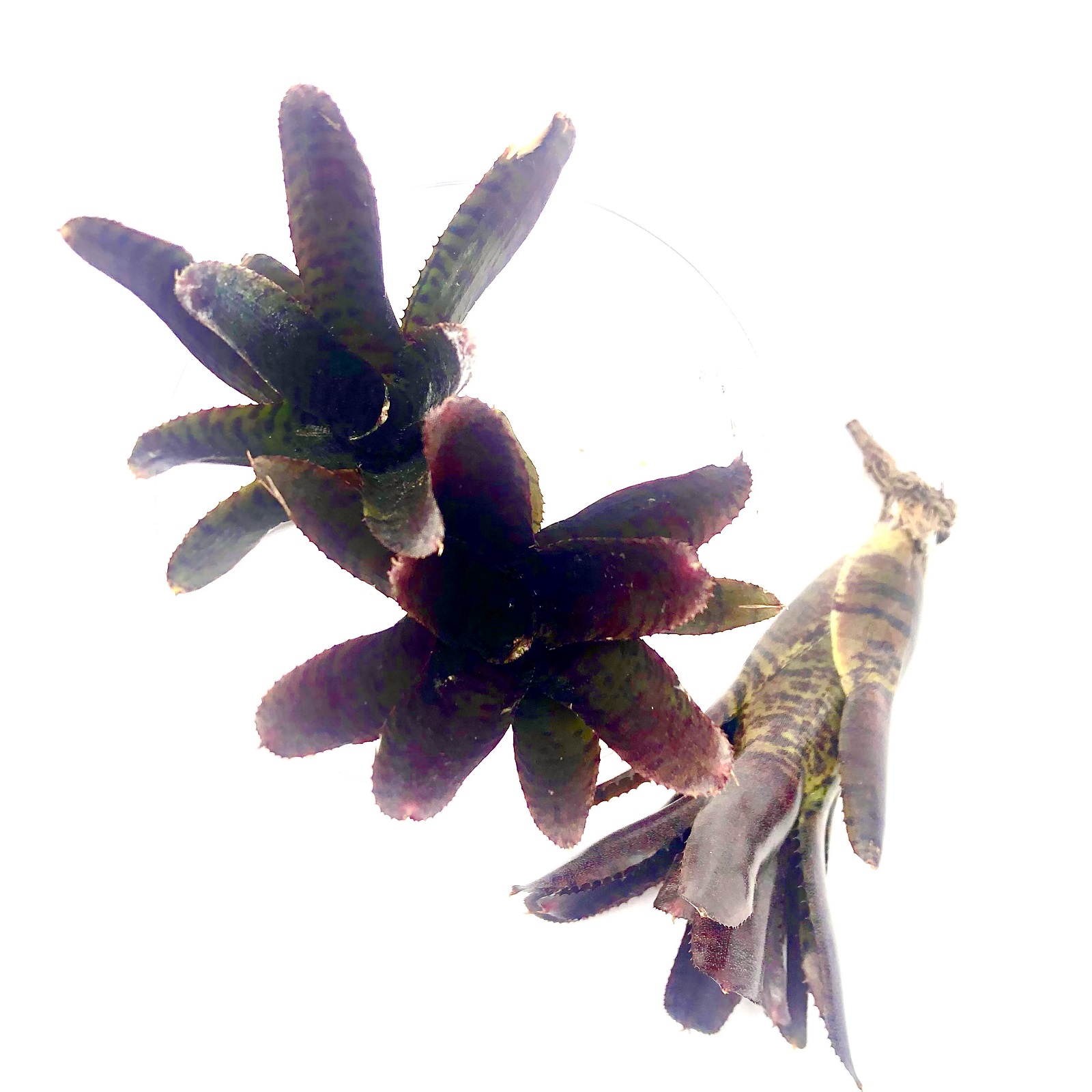 Neoregelia adonis Neoregelia adonis