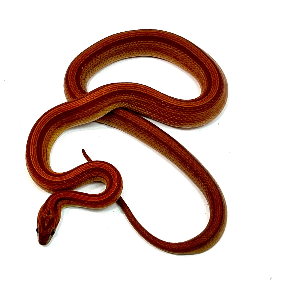Pantherophis guttatus Albino Bloodred