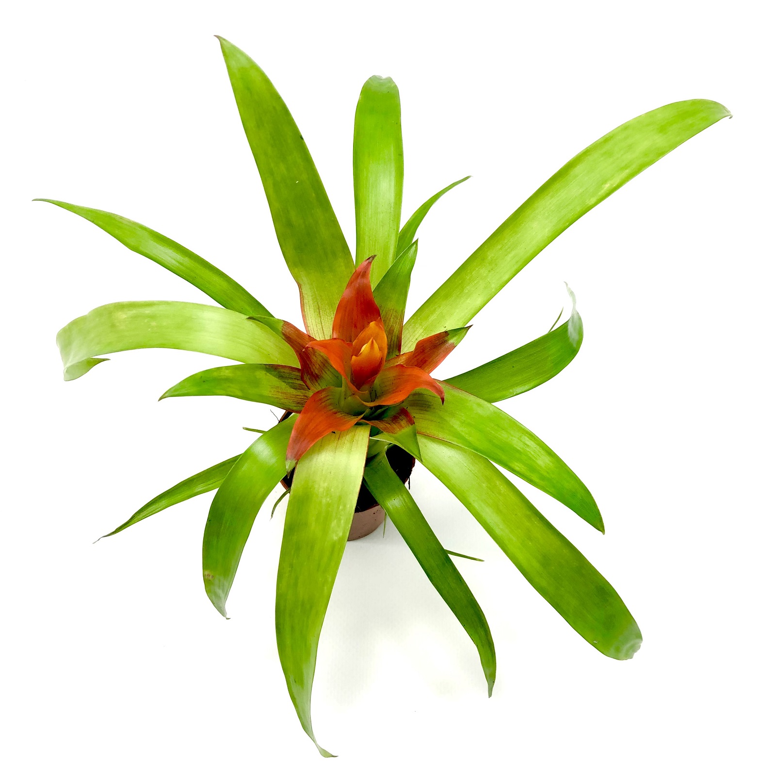 Guzmania rot Bromelie