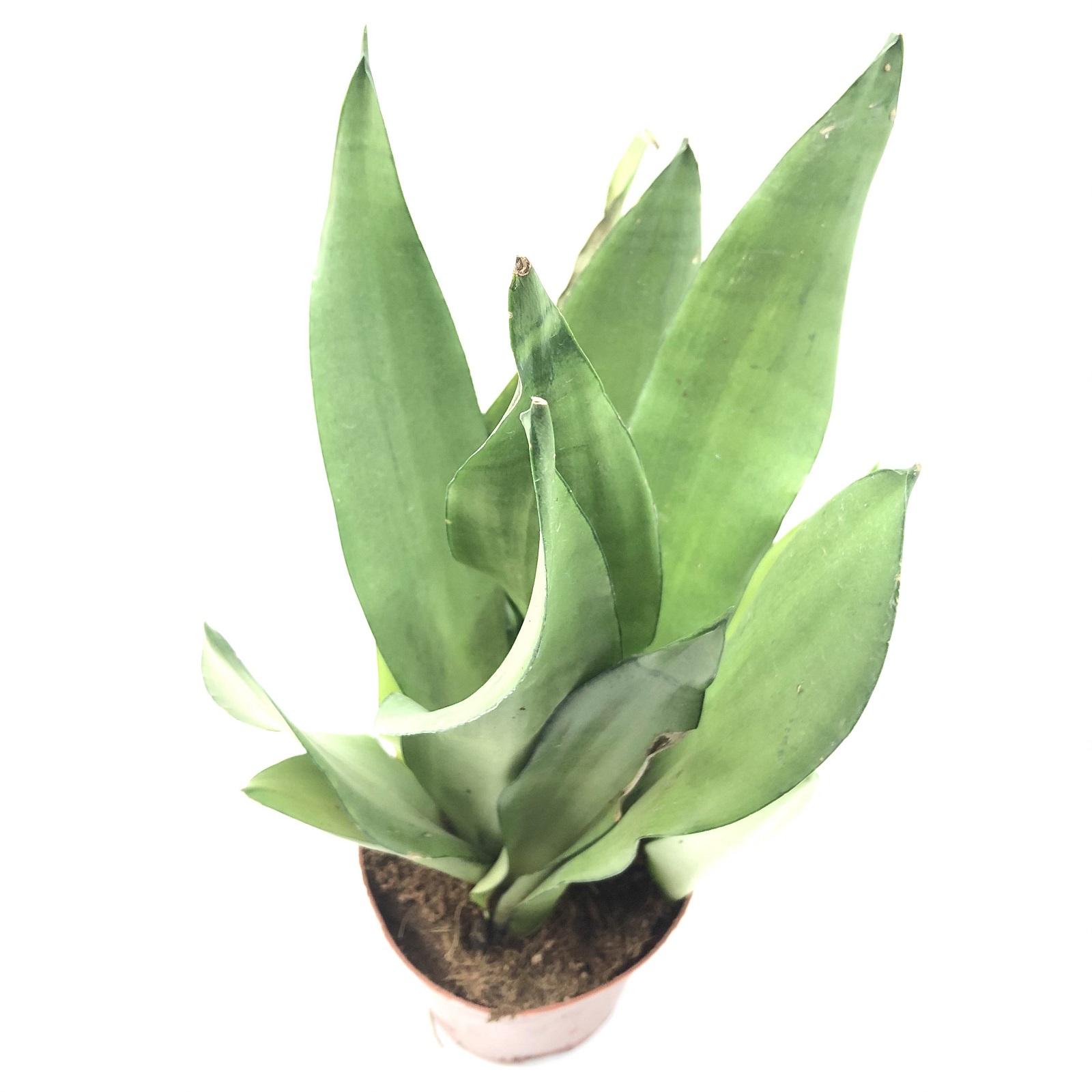 Sansevieria black Moonshine