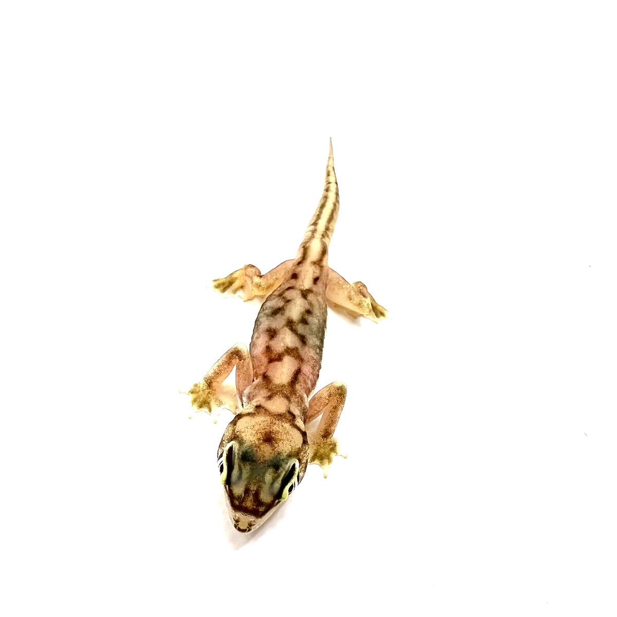 Pachydactylus rangei - Namibgecko