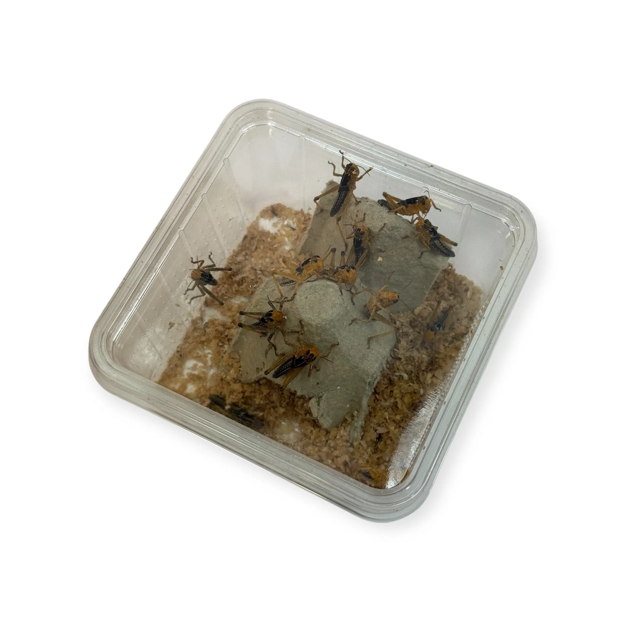 Wanderheuschrecken mittel