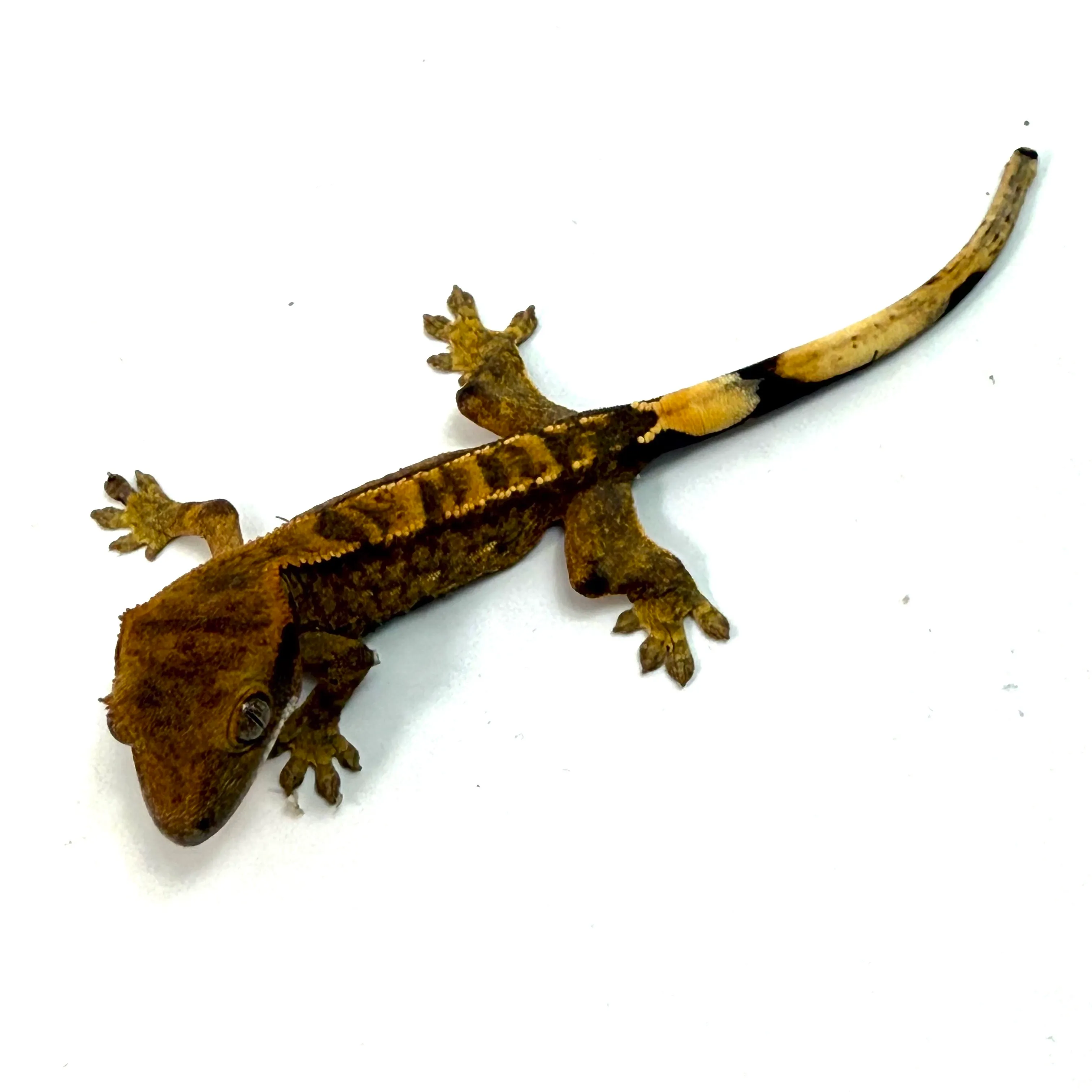 Kronengecko Harlequin