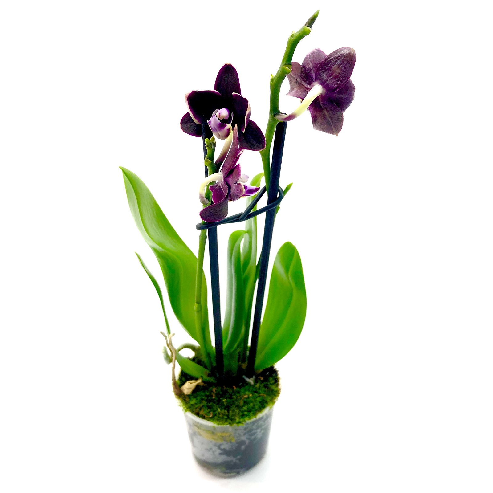 Phalaenopsis mini lila Orchidee