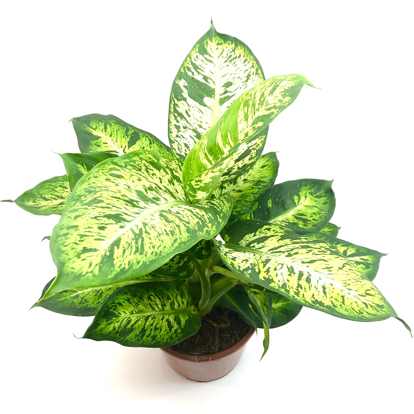 Dieffenbachia compacta
