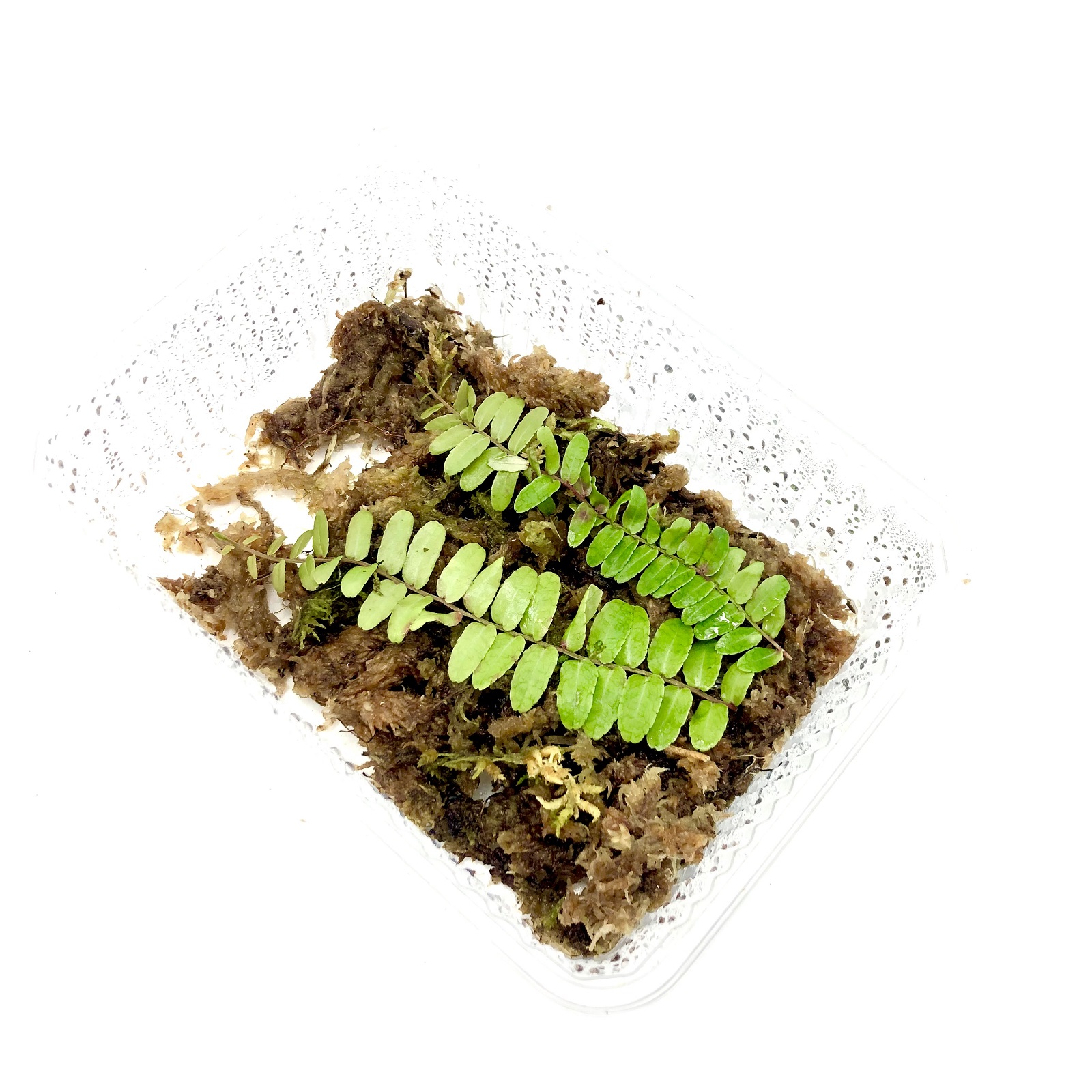 Marcgravia spec Peru