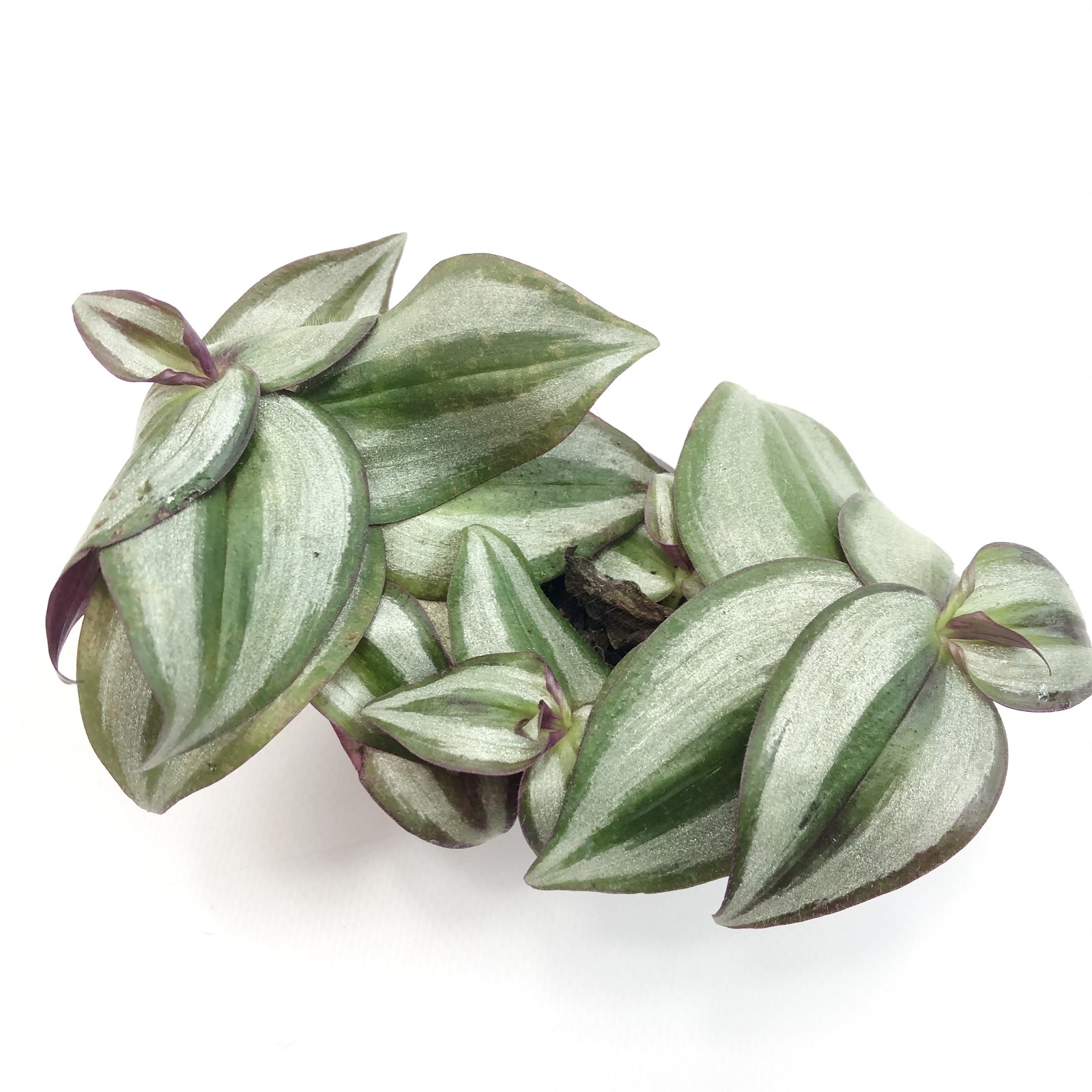 Tradescantia zebrina silver