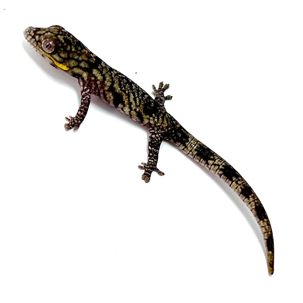 Eurydactylodes agricolae Pärchen