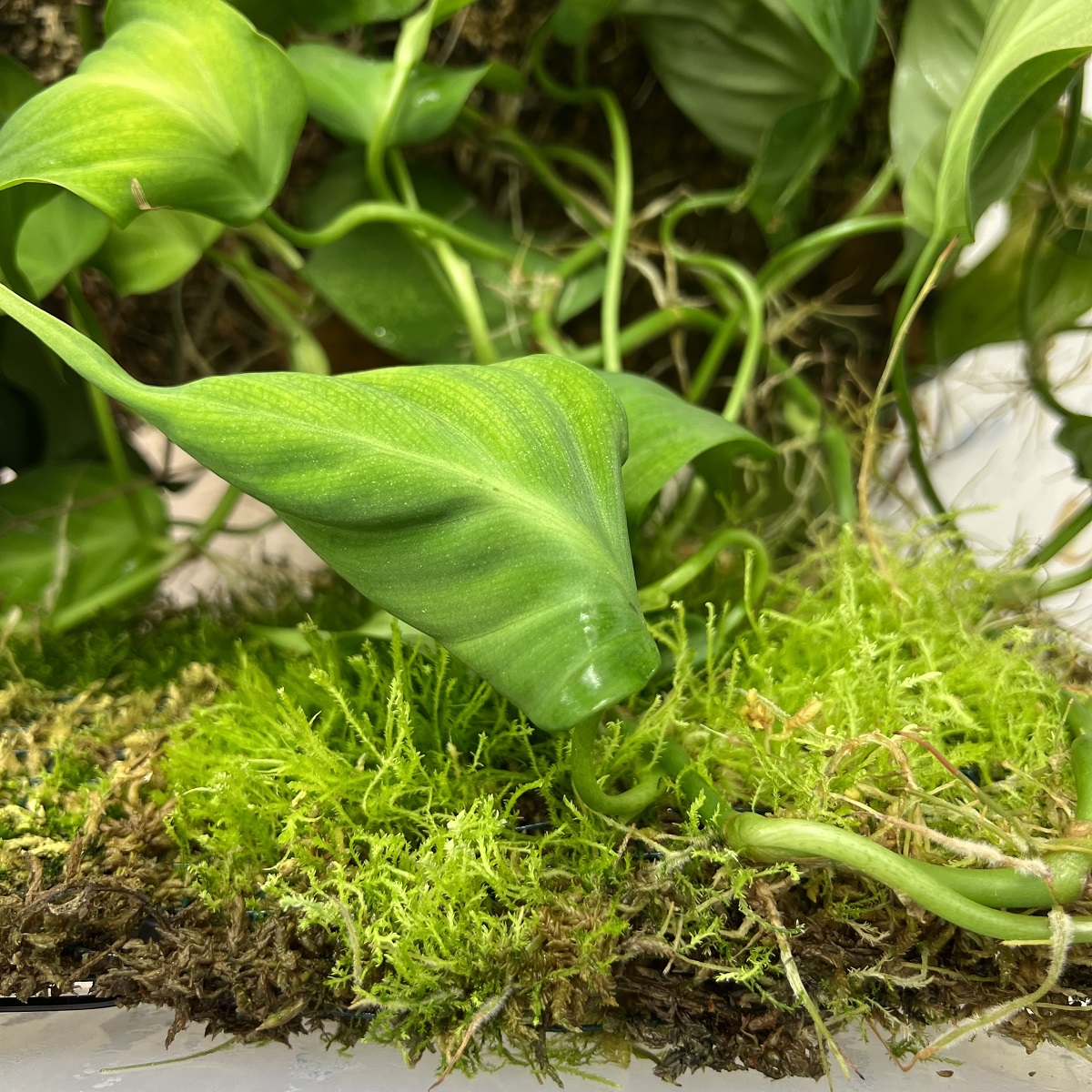 Philodendron camposportoanum Grow Box