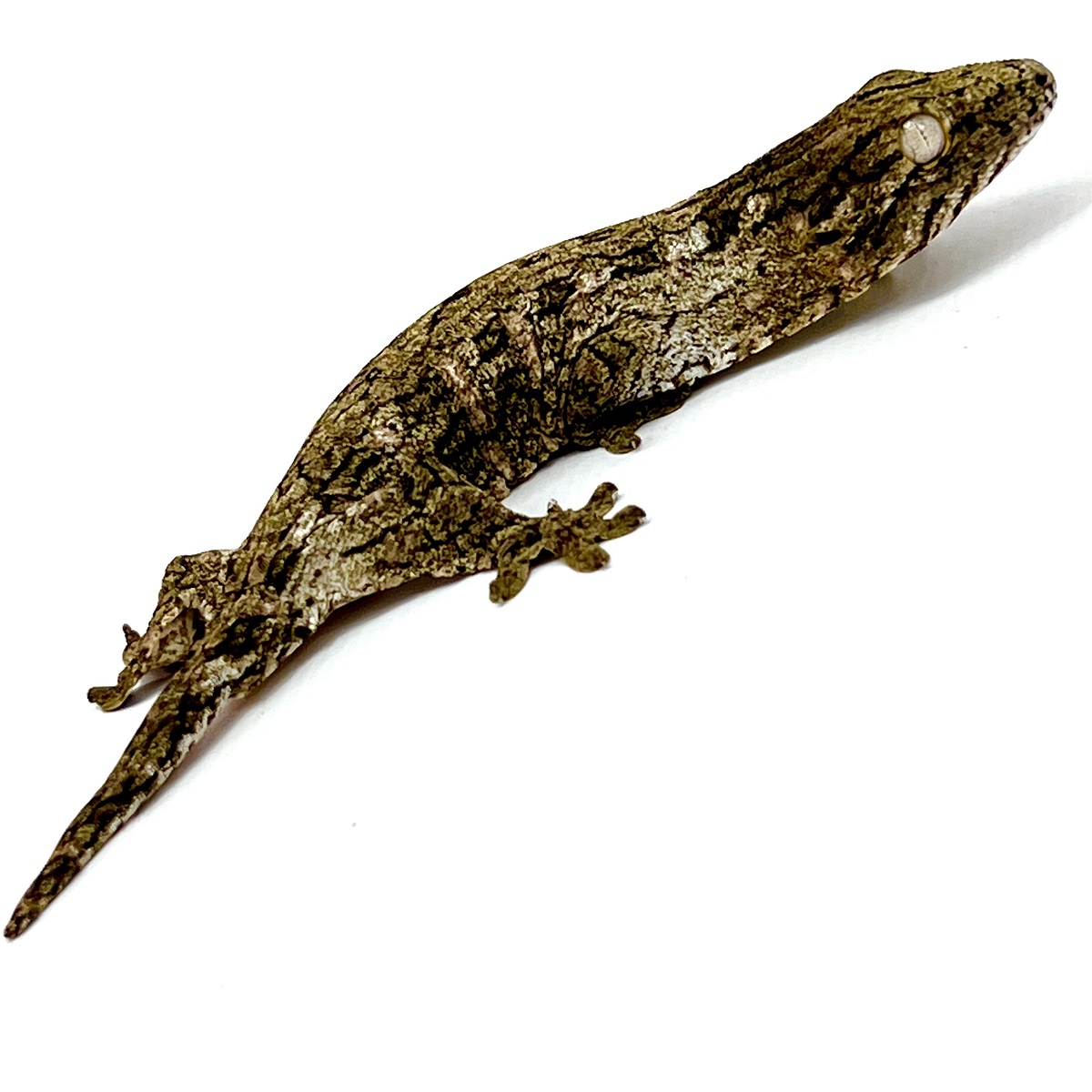 Rhacodactylus leachianus Nuu Ami