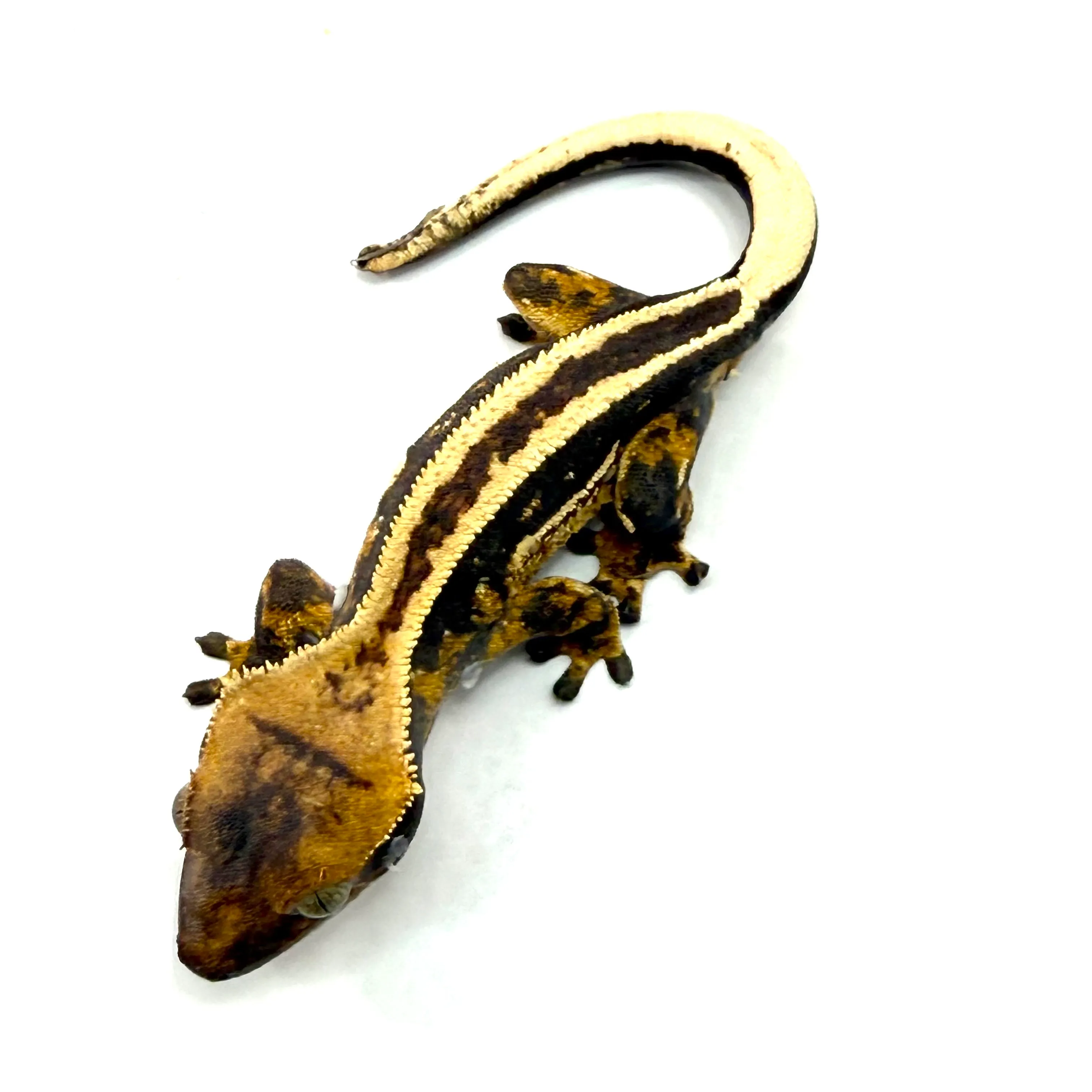 Superstripe Kronengecko