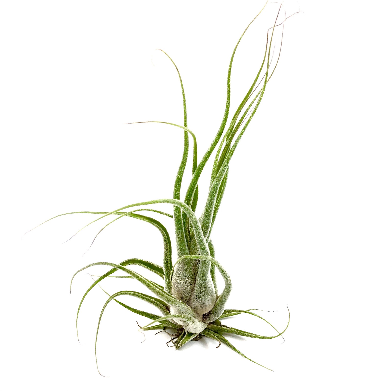 Tillandsia seleriana