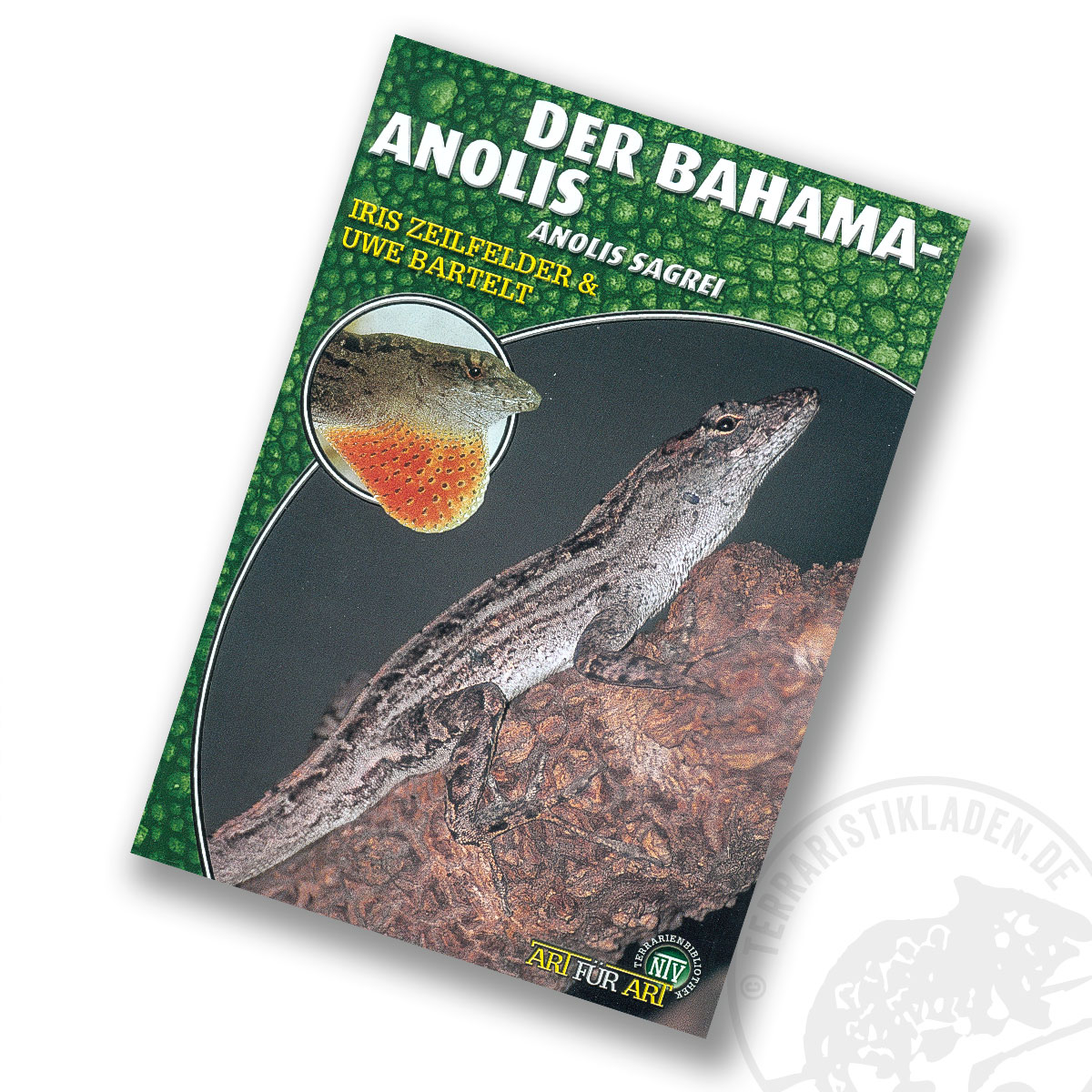 Art für Art Der Bahama-Anolis