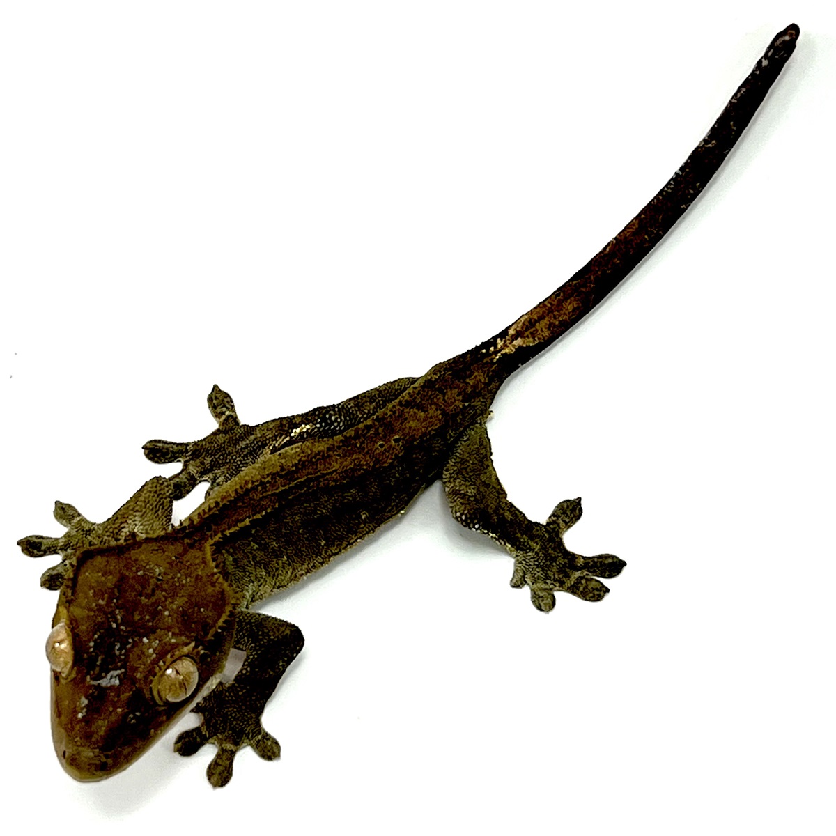 Axanthic Kronengecko