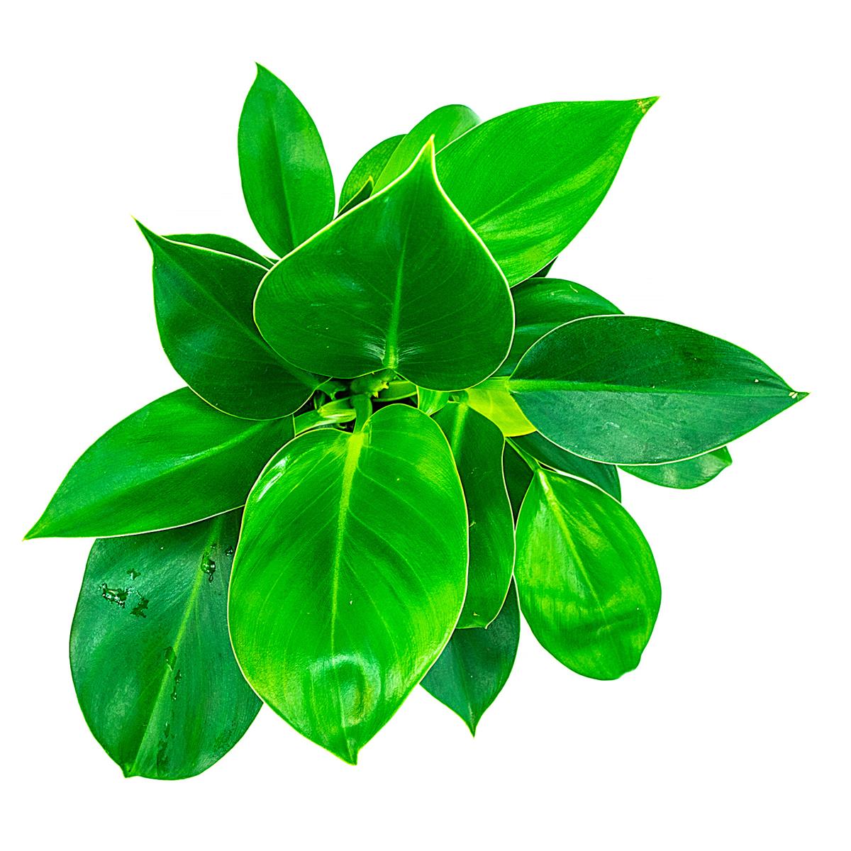 Philodendron Green Prinzess