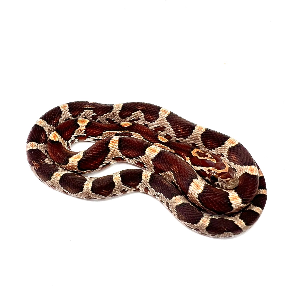 Pantherophis guttatus Classic Kornnatter