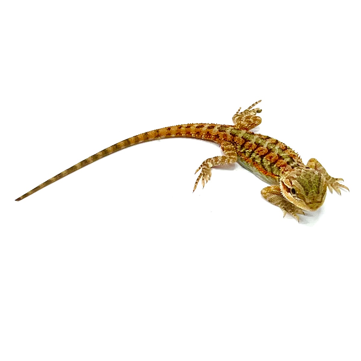 Red Tiger Bartagame