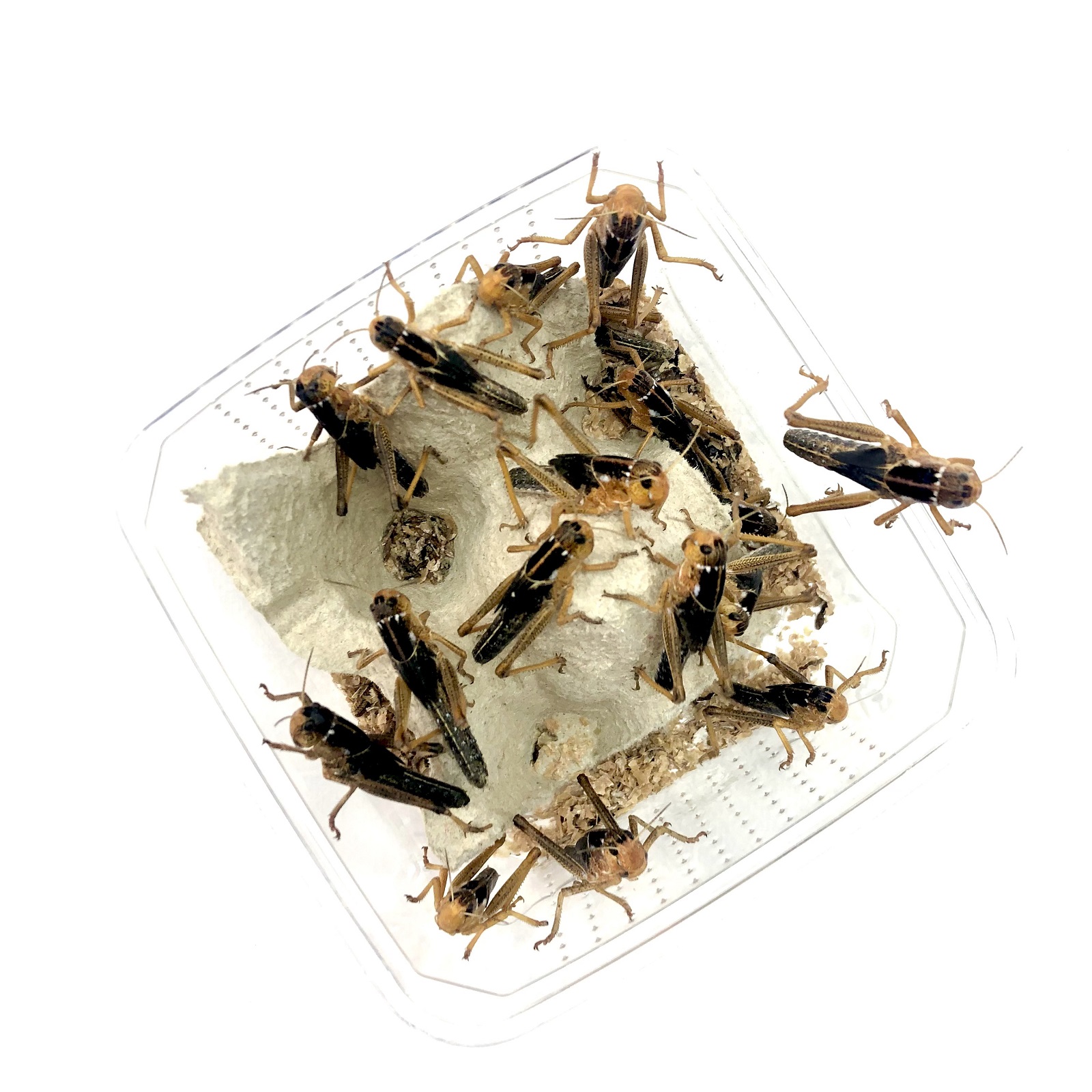 Wanderheuschrecken Subadult / VDL