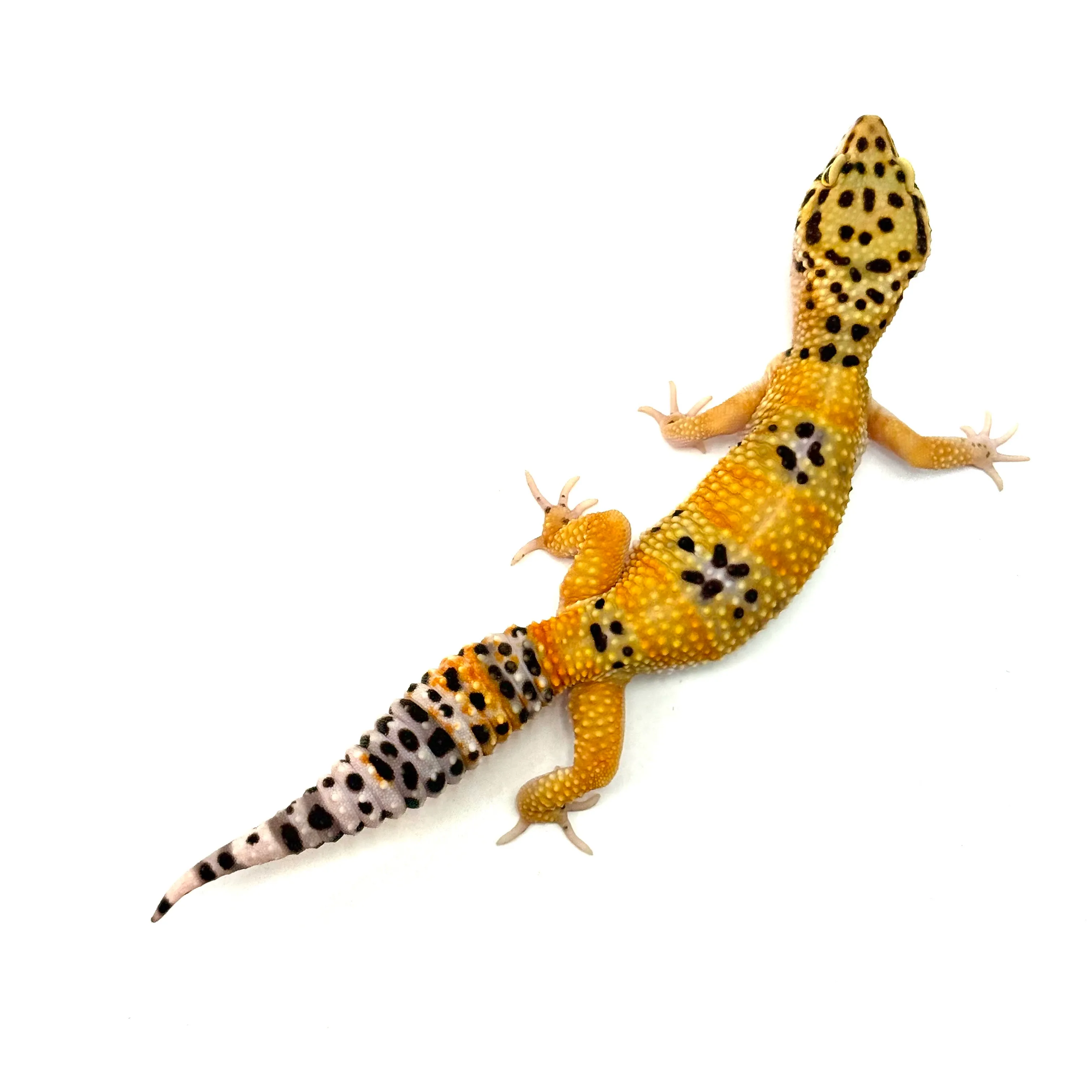 Tangerine