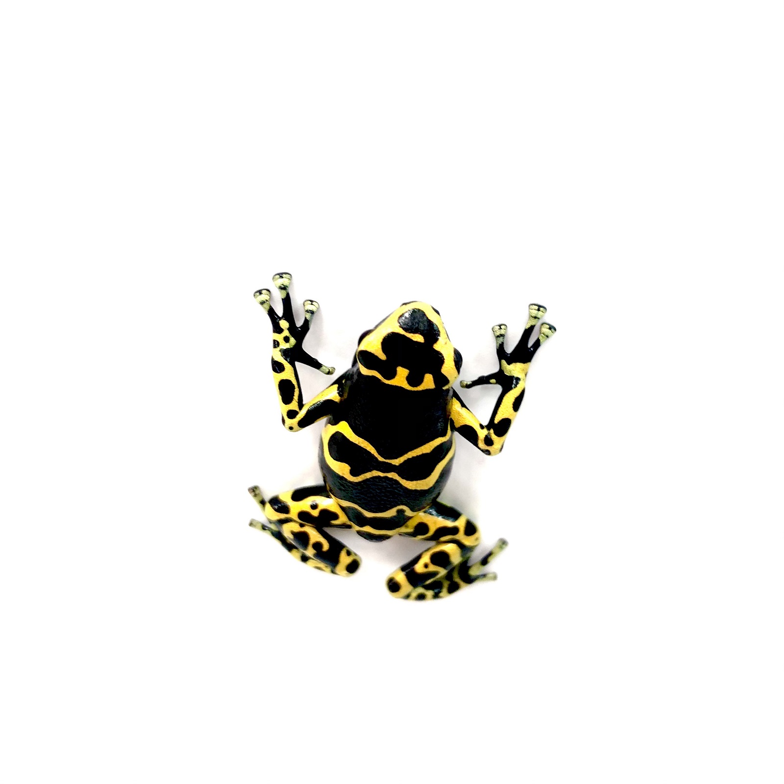 Dendrobates leucomelas