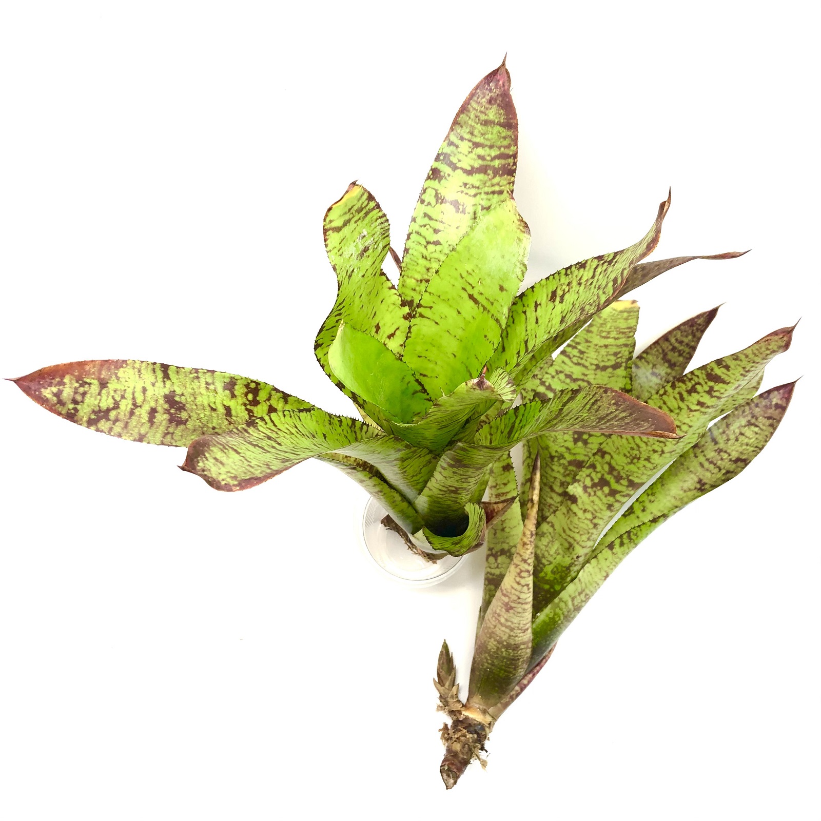 Neoregelia rubrovittata